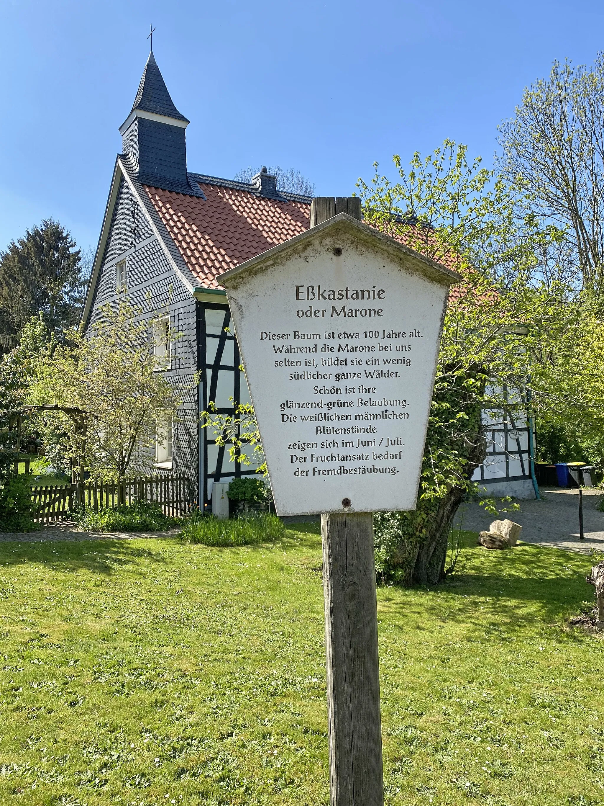 Photo showing: Info-Tafel Naturdenkmal Esskastanie Abtskücher Straße 41 (Heiligenhaus)