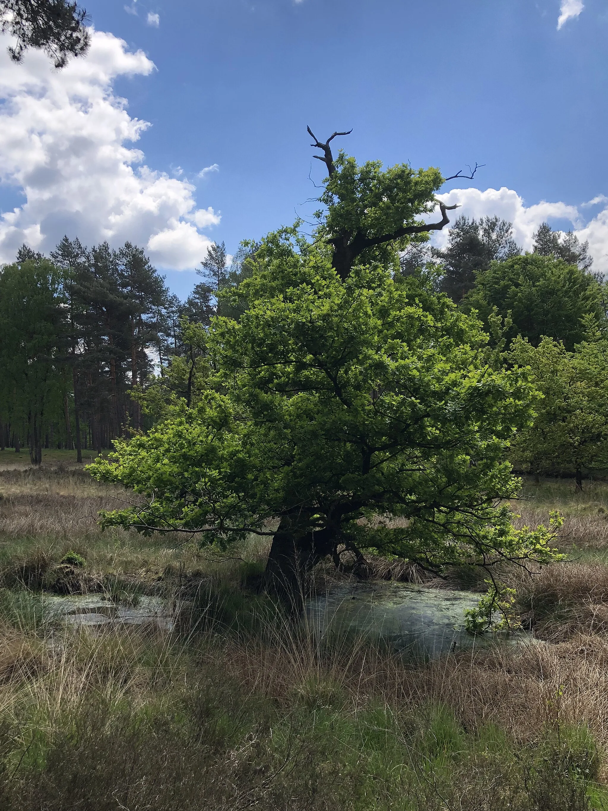 Photo showing: Heidemoore VIE-038  Einzelne Eiche stehend im Moor. Um die Eiche herum erkennt man eine Wasserstelle.