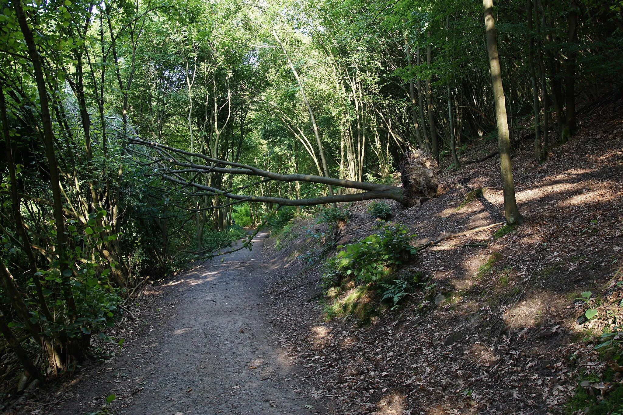 Photo showing: A part of Solingen - After the storm in June 2014