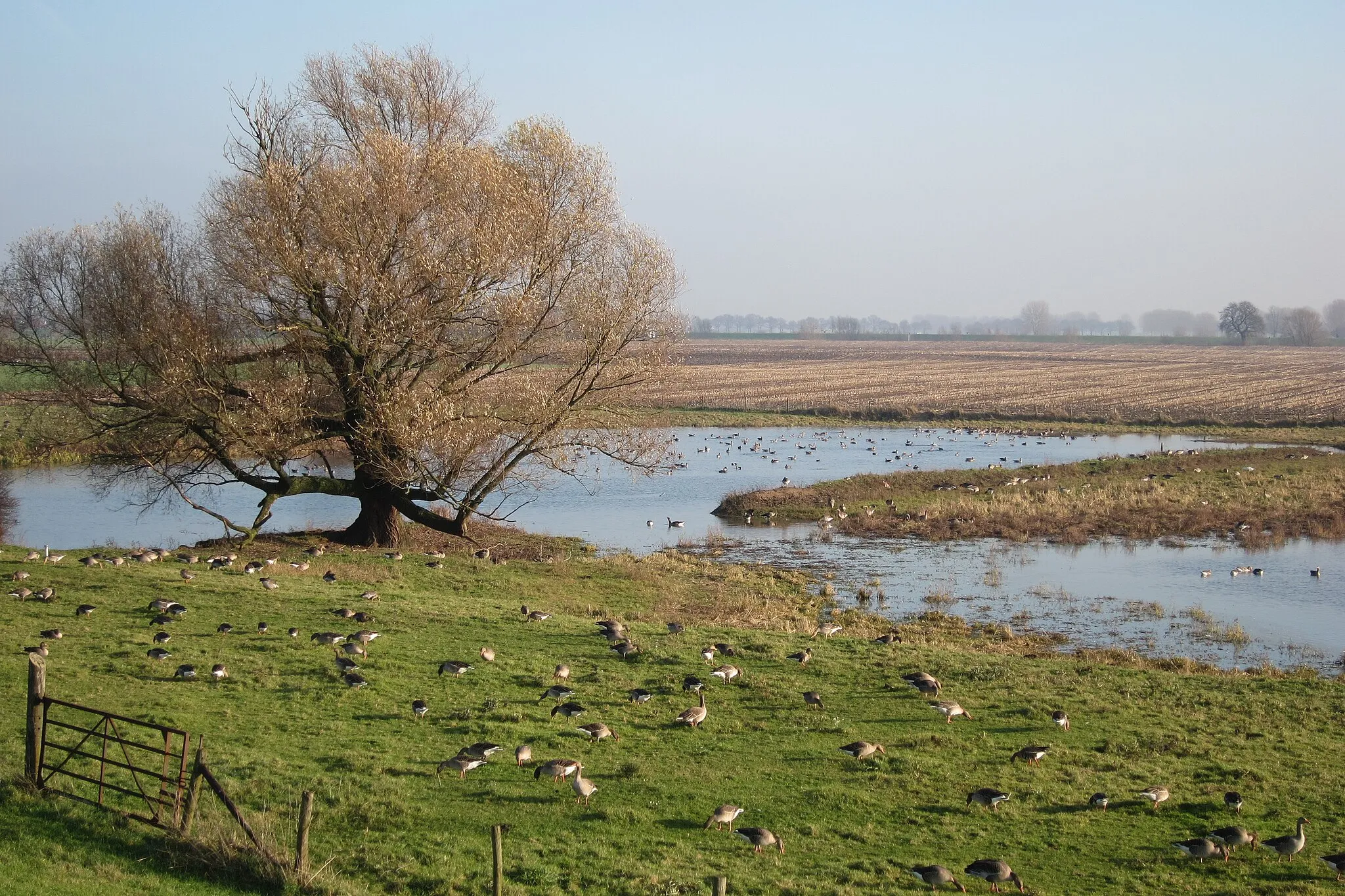 Photo showing: In winter there are always thousands of gooses at the river foreland meadows around Arnhem