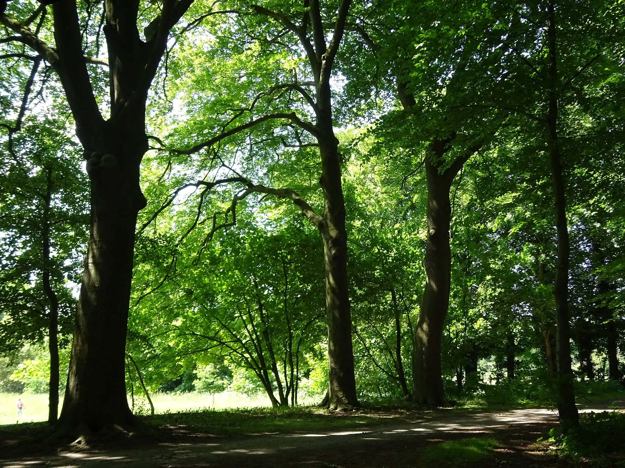 Photo showing: Emmerich am Rhein, Eichenallee im Ortsteil Borghees