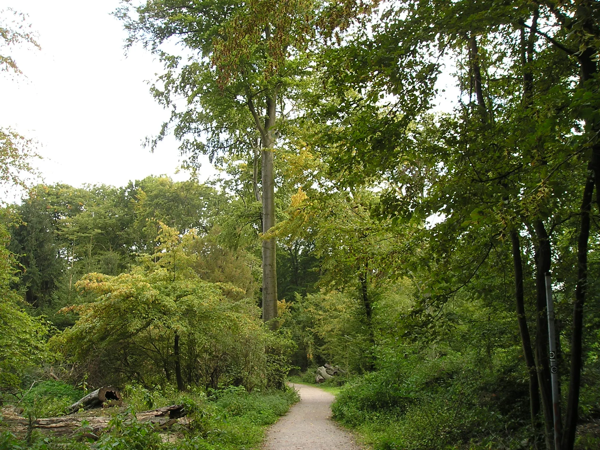 Photo showing: Knipprather Wald in Monheim am Rhein