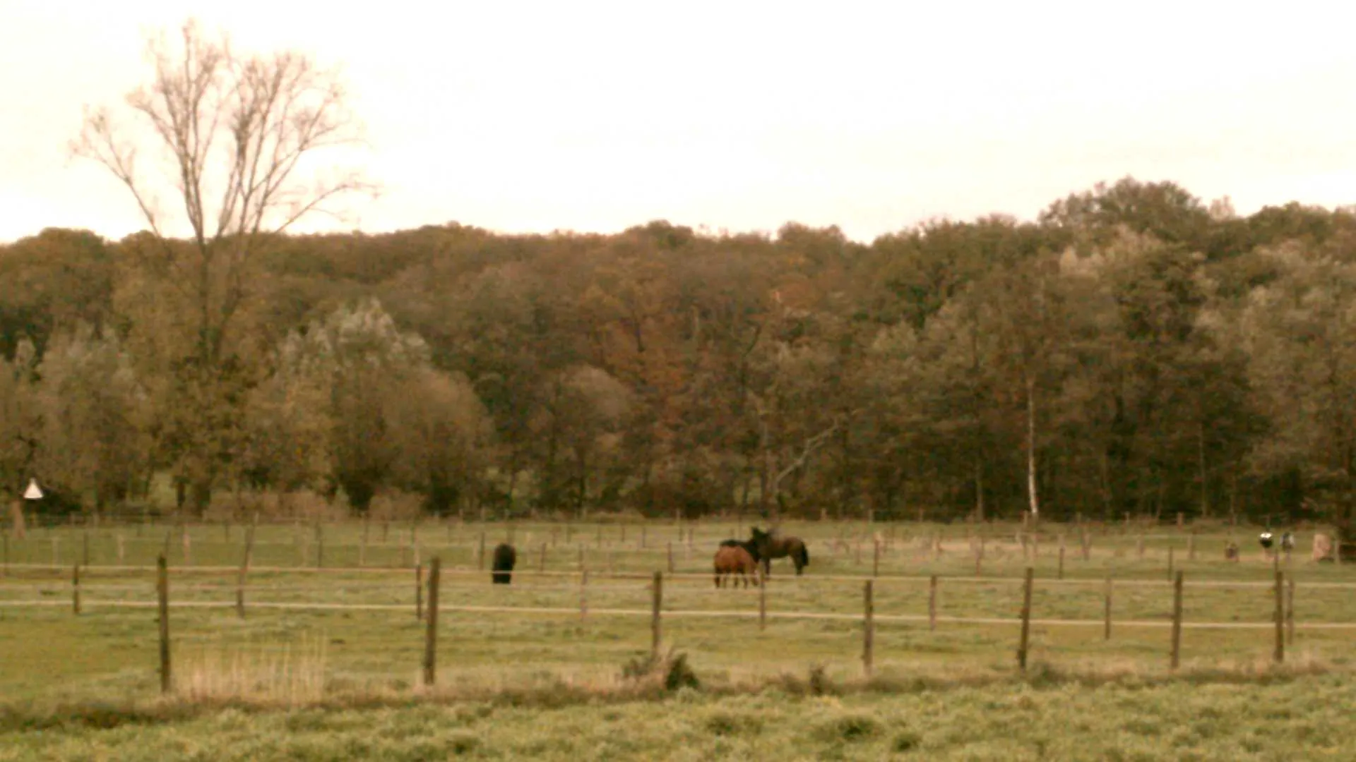 Photo showing: Horses on pasture in Silverbeek, Niederkrüchten, North Rhine-Westphalia, Germany