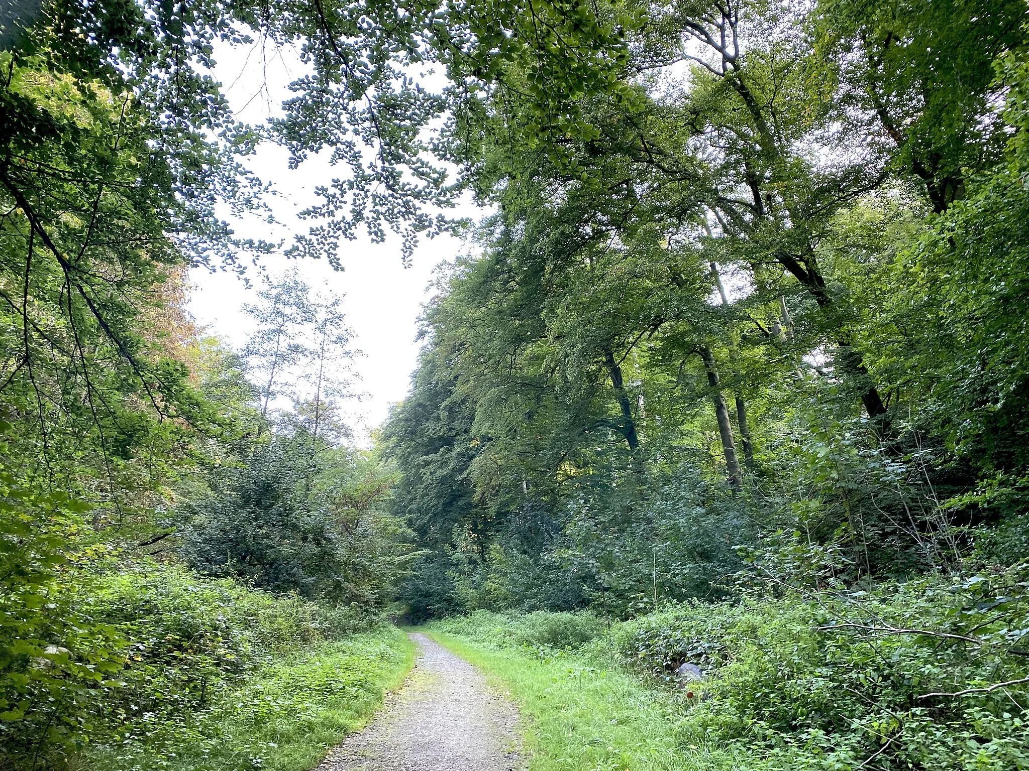 Photo showing: Naturschutzgebiet Dr.-C.-Otto-Wald und Hörsterholz