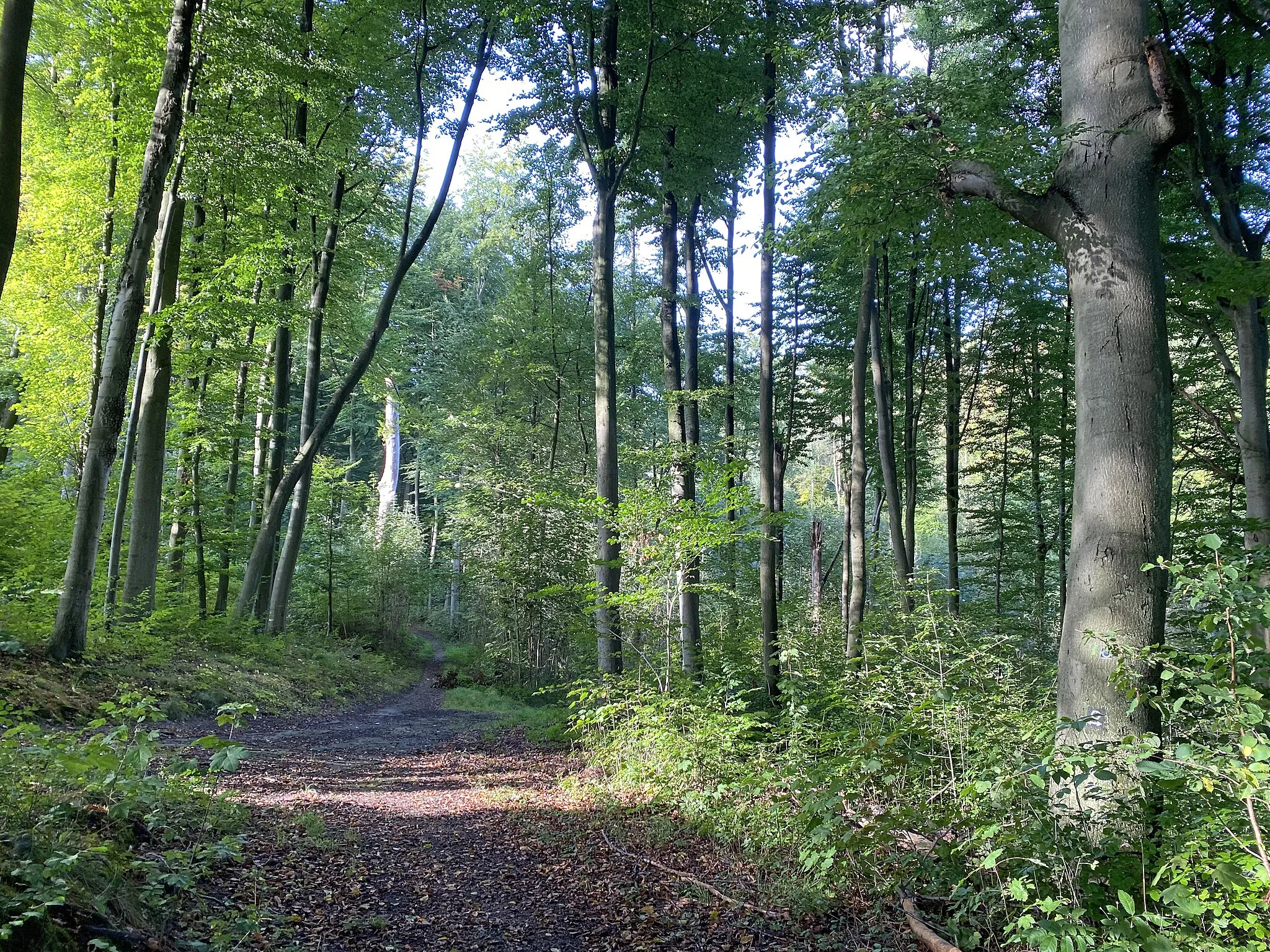 Photo showing: Hainsimsen-Buchenwald im Naturschutzgebiet Dr.-C.-Otto-Wald und Hörsterholz