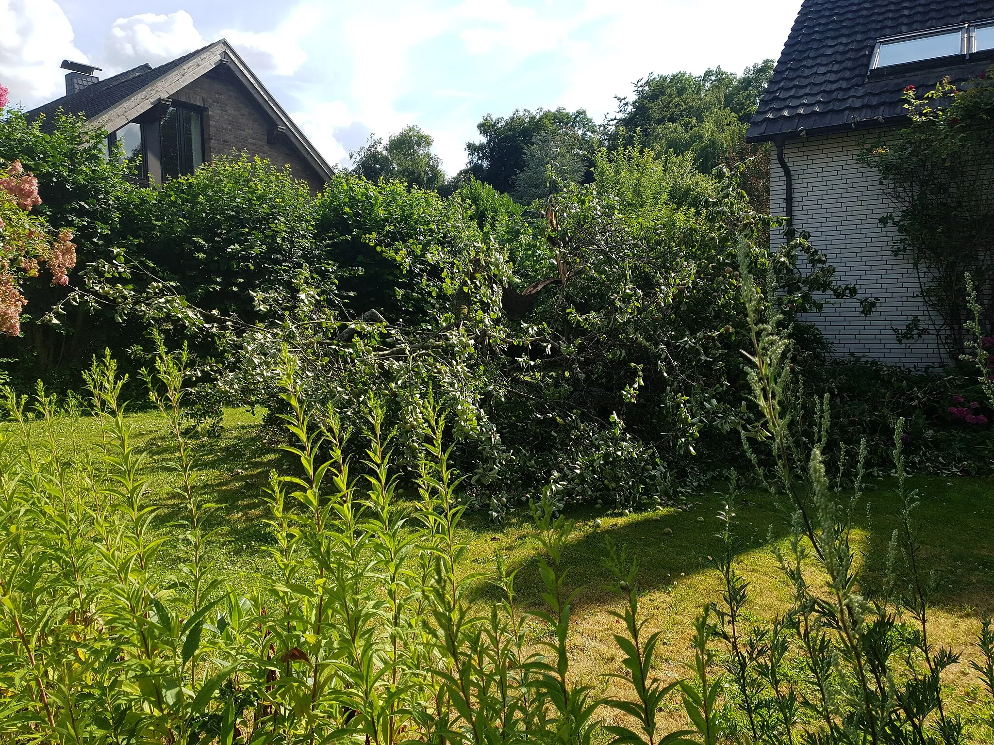 Photo showing: Umgefallener Apfelbaum im Garten