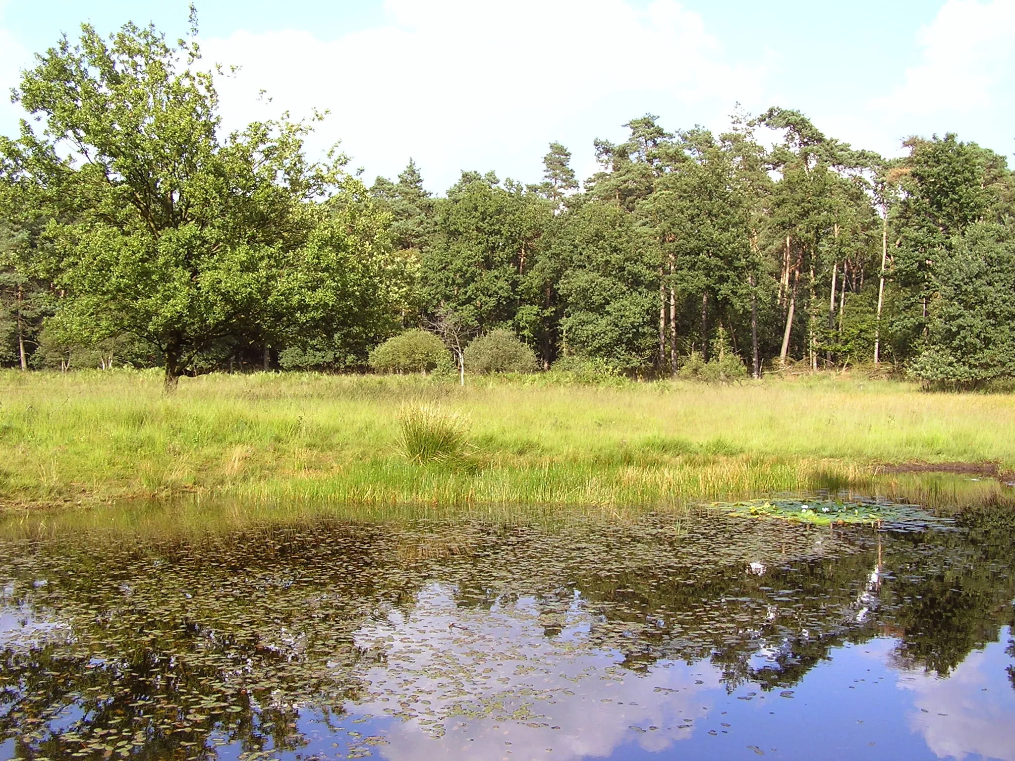 Photo showing: Bog "Schwarzes Venn" in the nature reserve "Deutener Moor", Dorsten, Germany