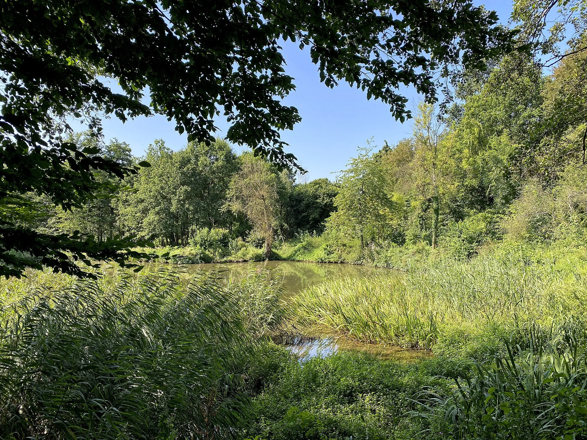 Photo showing: Teich bei Ellershof im Naturschutzgebiet Laubachtal