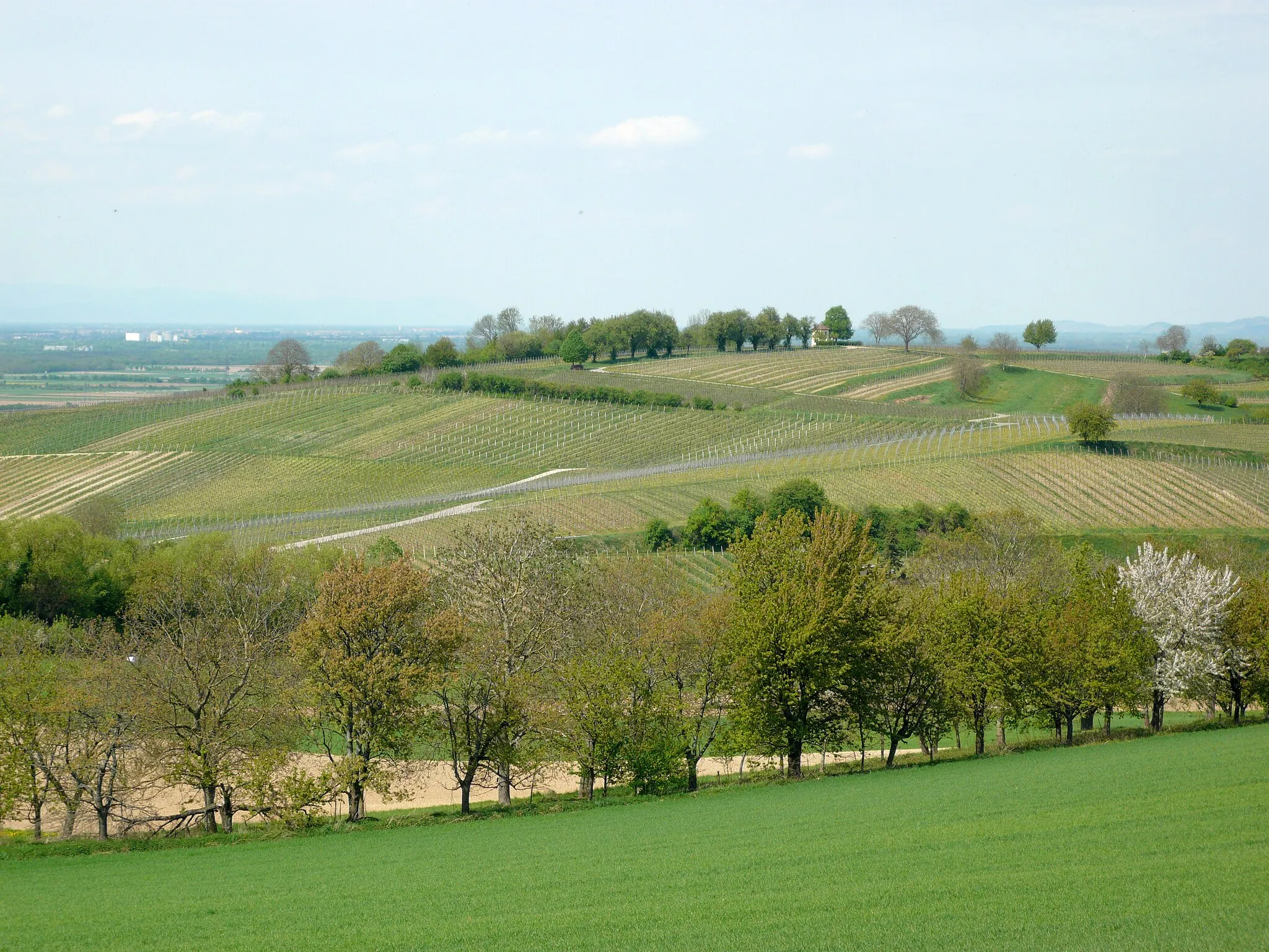 Photo showing: The hill "Luginsland" near Muellheim