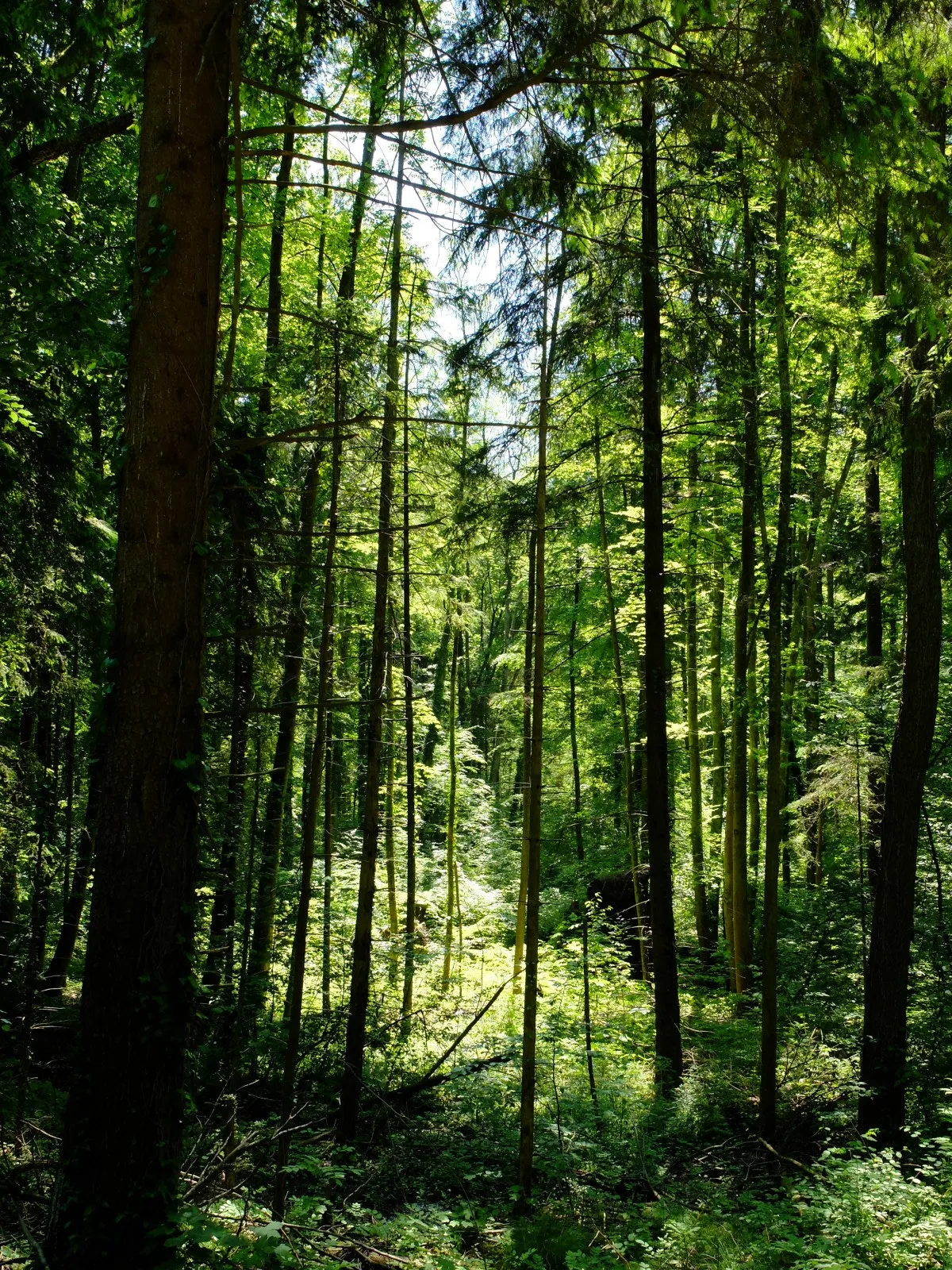 Photo showing: 500px provided description: Blogeintrag: www.jenseitsderfenster.de/2013/06/15/baumbaumbaum-wald/ [#tree ,#woods ,#gr?n ,#baum ,#wald]