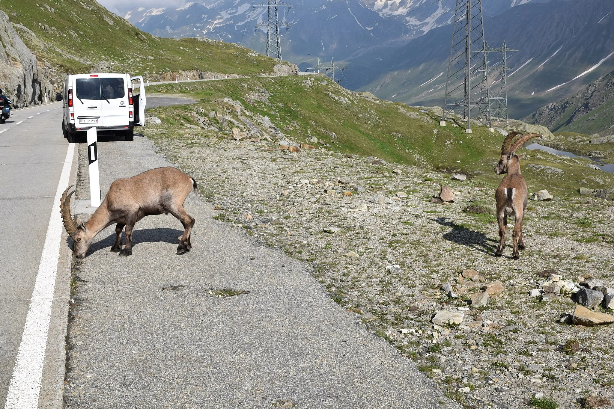 Photo showing: Steinböcke auf der Passhöhe des Nufenenpasses, Schweiz, Datum: 22.07.2021