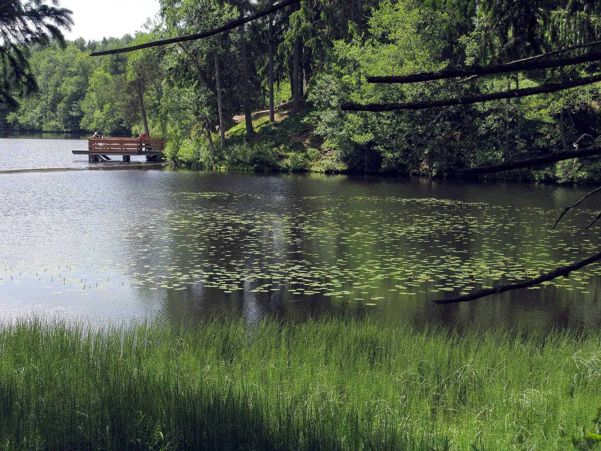 Photo showing: geschützte Seerosen im Schlüchtsee in Grafenhausen