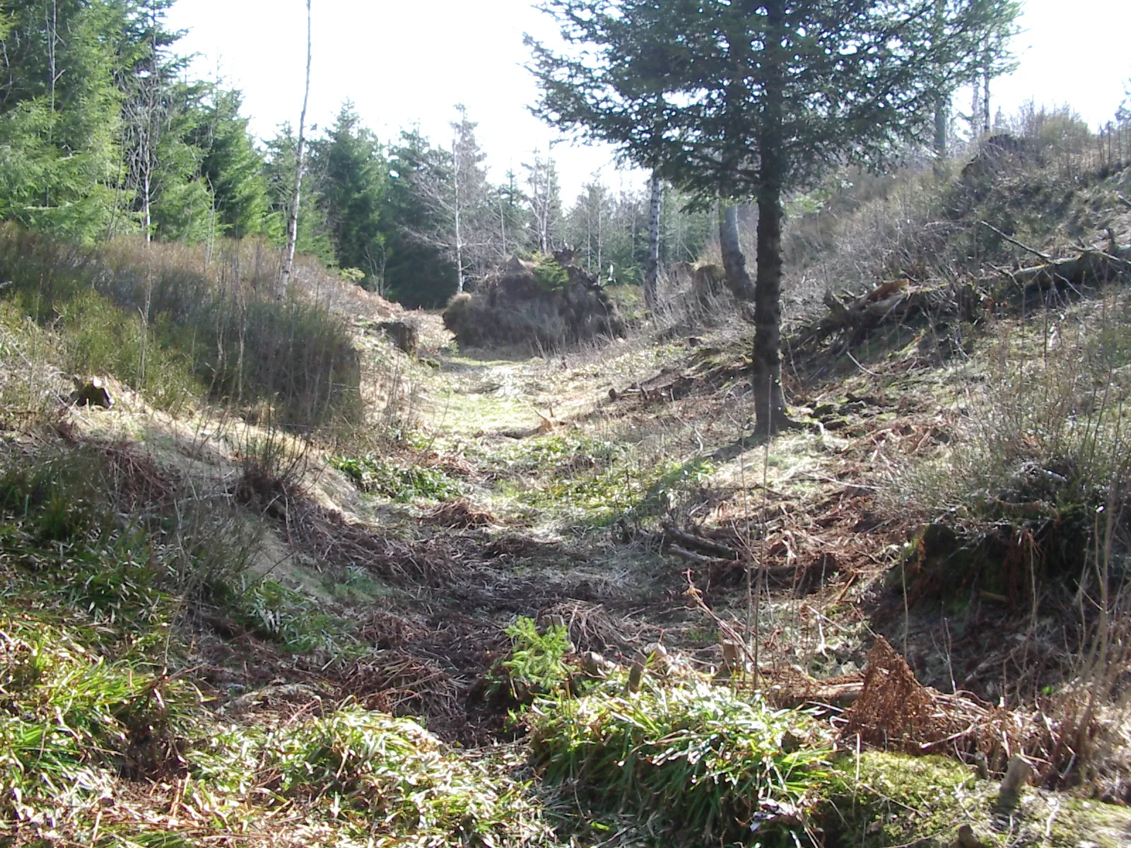 Photo showing: das Forstamt hat inzwischen den meisten Bewuchs der Schanzanlagen entfernt und sie besser zugänglich gemacht