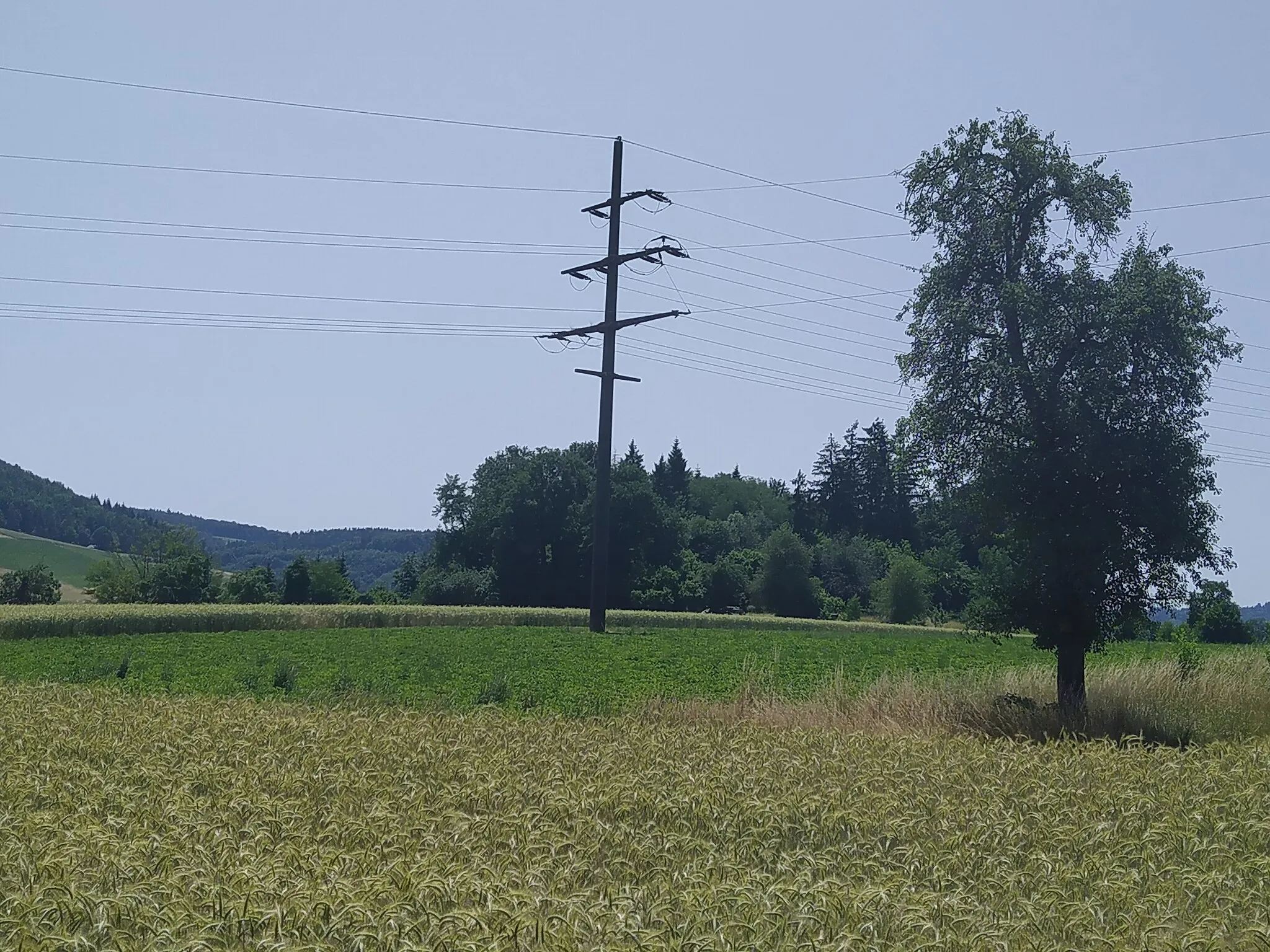Photo showing: Medium voltage concrete pole near Albbruck
