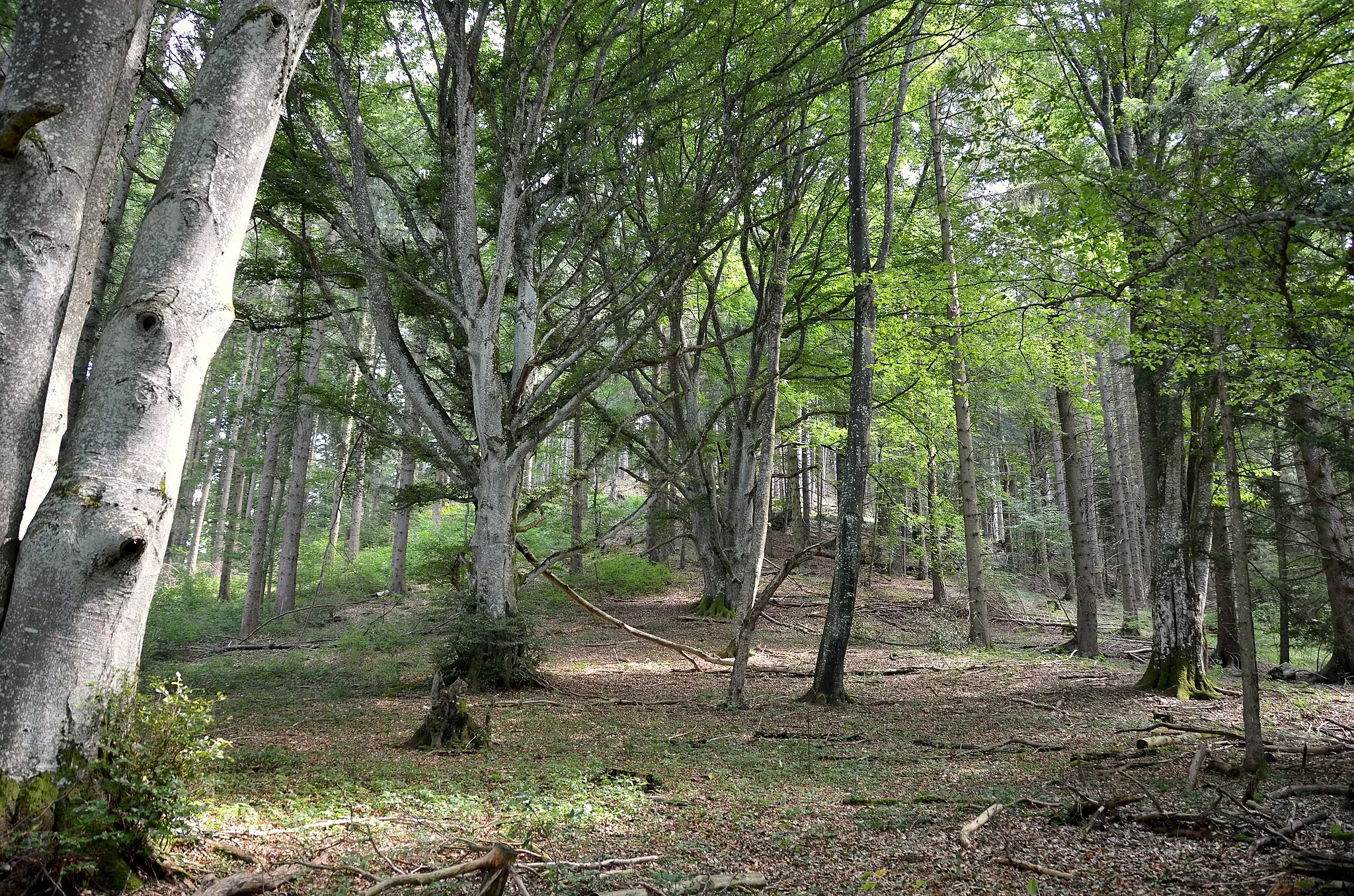 Photo showing: Aufstieg zur Burg Wildentierberg bei Albstadt-Margrethausen im Landschaftsschutzgebiet Albstadt-Bitz