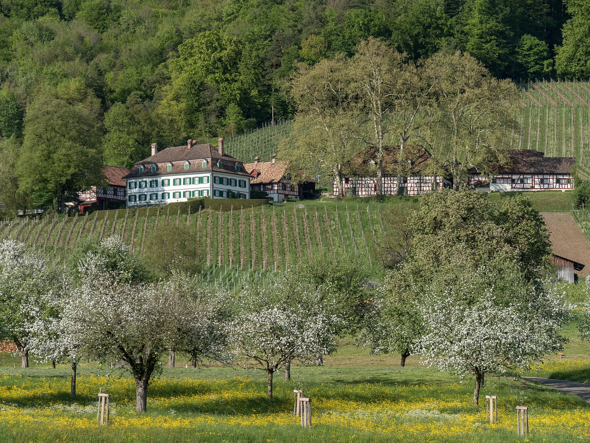 Photo showing: Schloss Bachtobel in Weinfelden im Frühling 2018