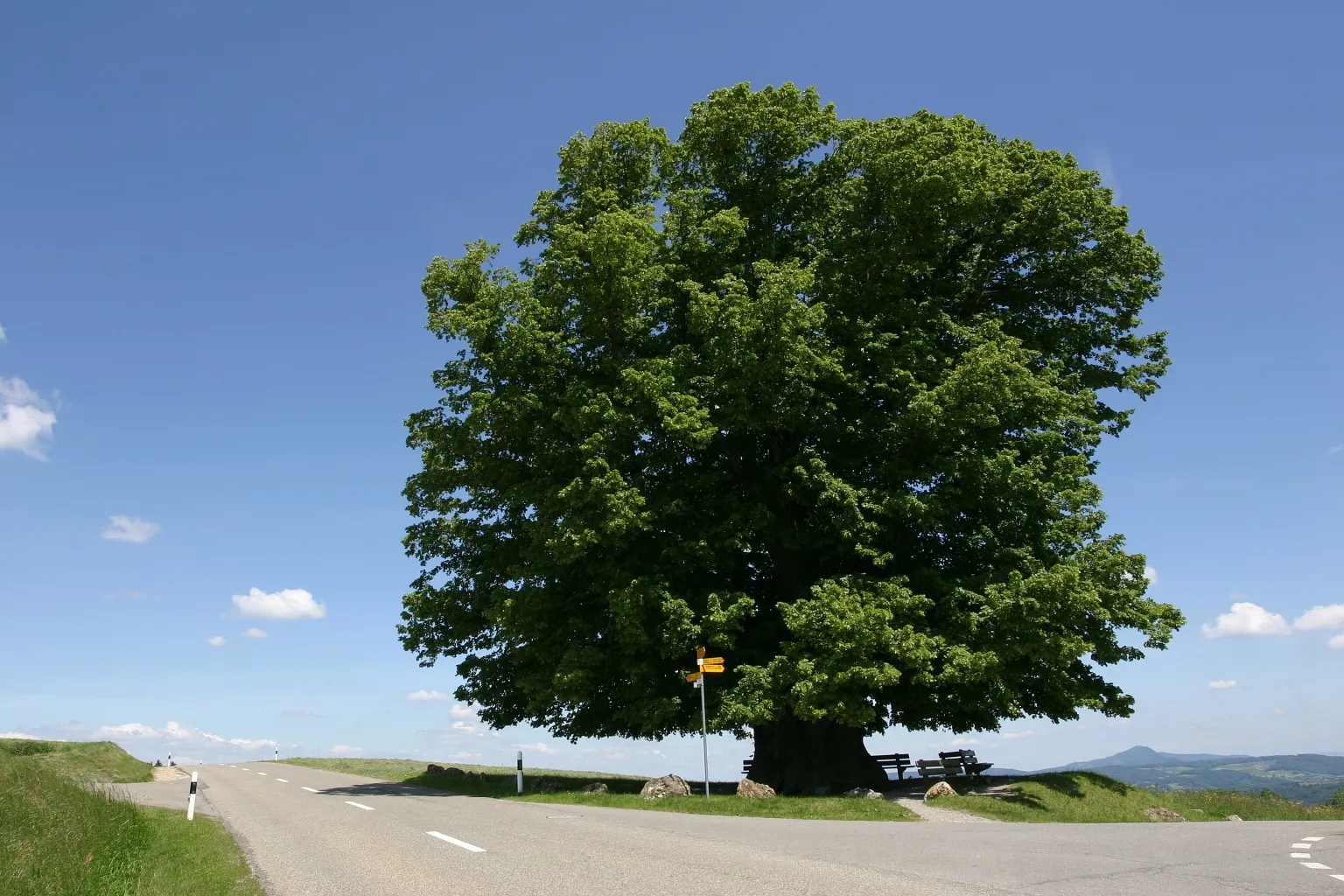 Photo showing: Linde von Linn (Tilia cordata), Linn AG, Schweiz.