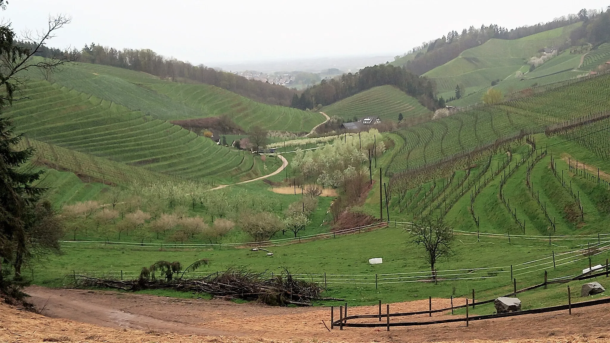 Photo showing: Kulturlandschaft in der Ortenau: Weinanbau mit Obstanbau- und Waldinseln sowie Weiden am Schwarzwaldrand östlich von Durbach (links) an der Grenze zu Oberkirch (rechts im Bild).