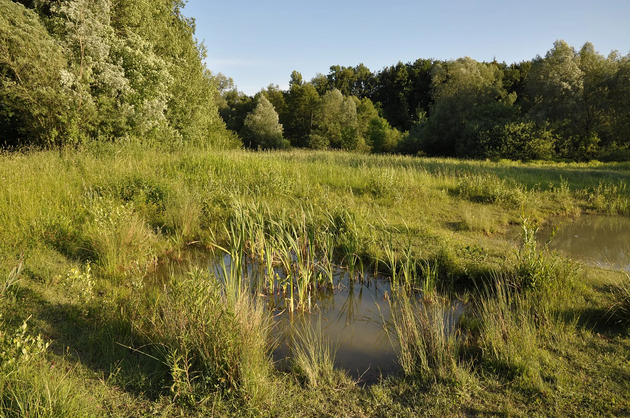 Photo showing: Biotopweiher am Naturschutzgebiet Hepbach-Leimbacher Ried, Gewann Ried, Friedrichshafen