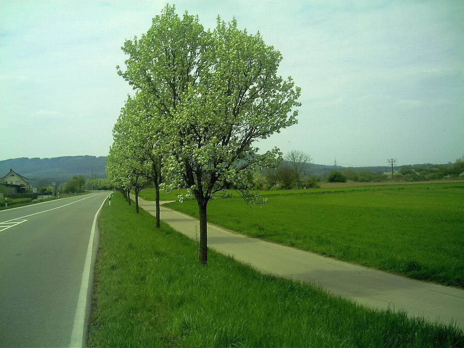 Photo showing: Lindenblüte in Nimburg