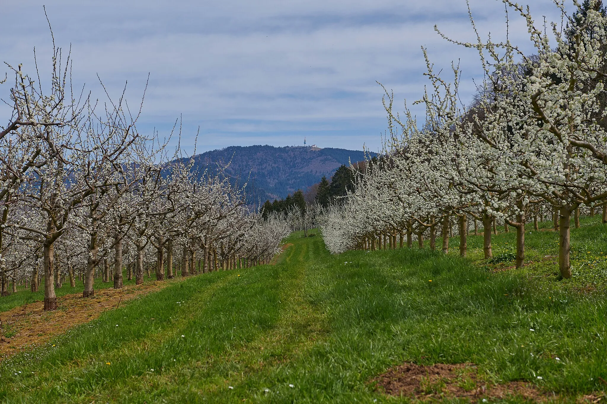 Photo showing: Eggenertal: Kirschbäume mit Blick auf den Hochblauen