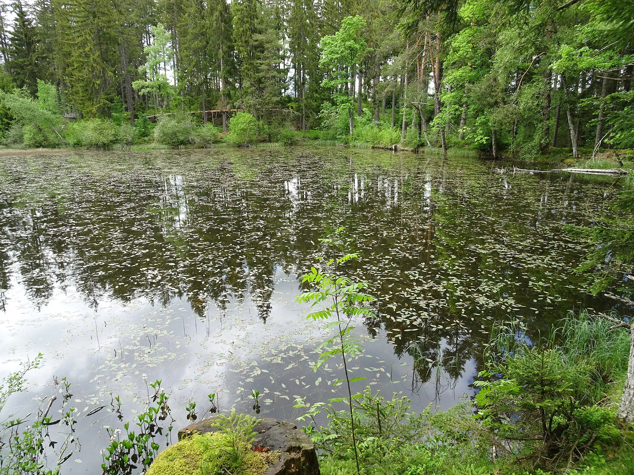 Photo showing: Weiher im Wald in der Nähe des Mathislehofs in Hinterzarten – Oberzarten