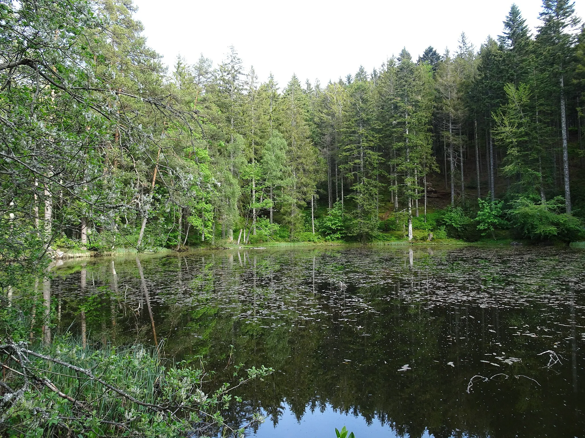 Photo showing: Weiher im Wald in der Nähe des Mathislehofs in Hinterzarten – Oberzarten