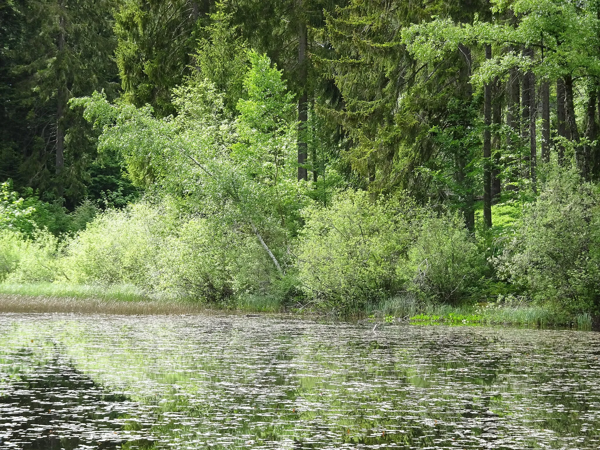 Photo showing: Weiher im Wald in der Nähe des Mathislehofs in Hinterzarten – Oberzarten