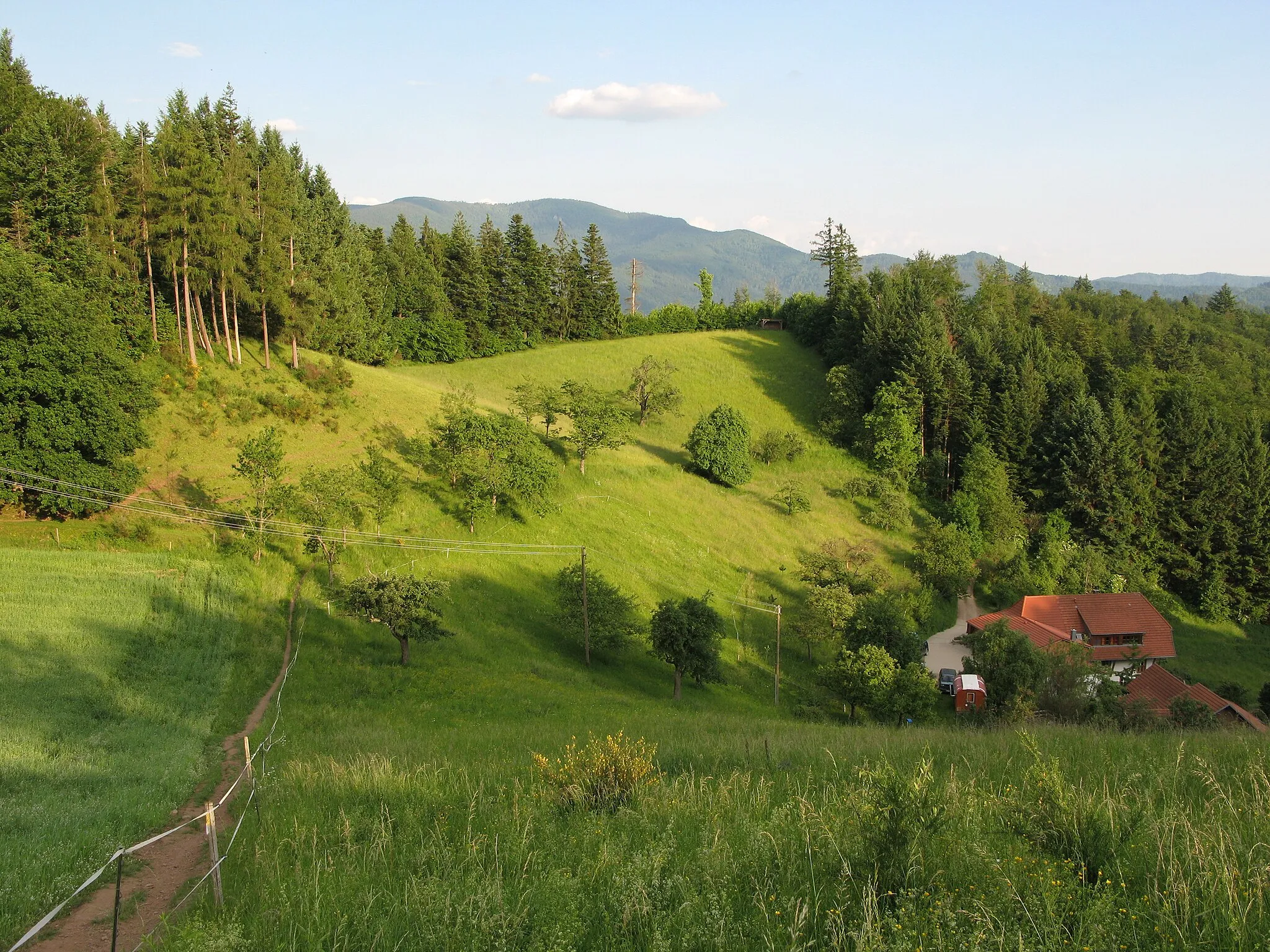 Photo showing: Am Hohtann auf dem Zweitälersteig und dem Kandelhöhenweg mit Blick auf den Kandel