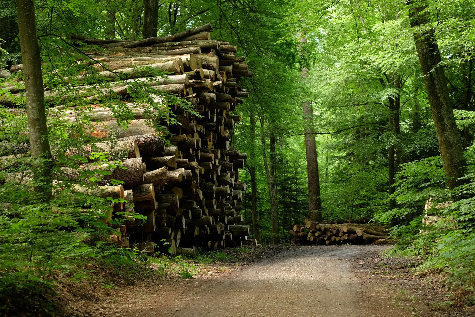 Photo showing: 500px provided description: Blogpost: www.jenseitsderfenster.de/2016/05/26/kleiner-fahrradausritt/ [#Forest ,#Trees ,#Green ,#Woods ,#Logs]