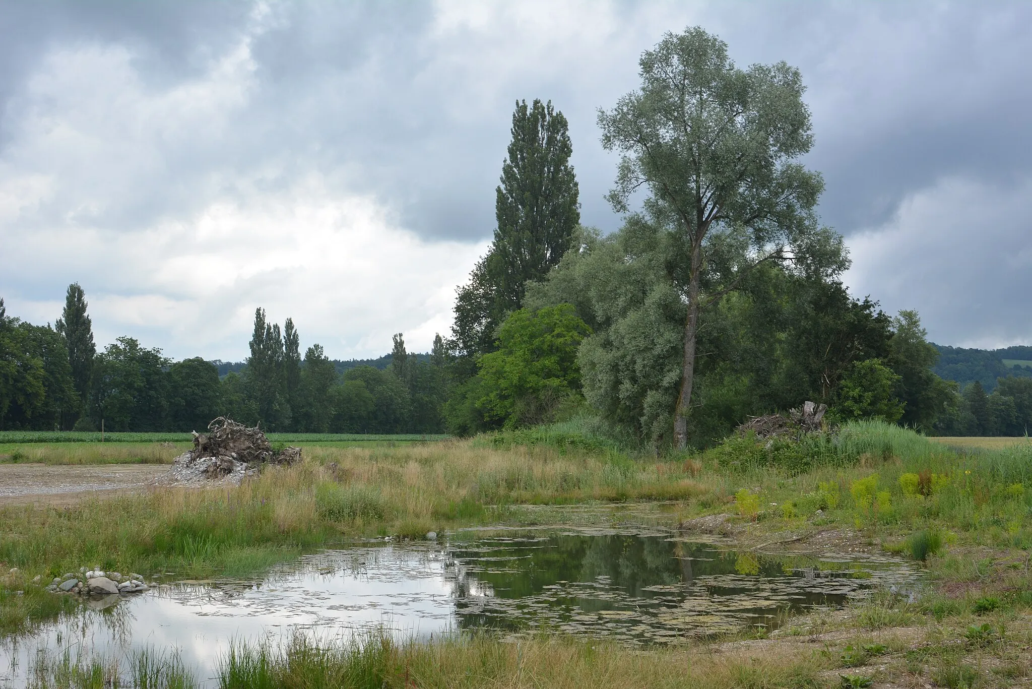 Photo showing: Flachwasser-Tümpel nahe dem Chly Rhy, der im Rahmen eines Auenrenaturierungs-Projekts erstellt wurde.