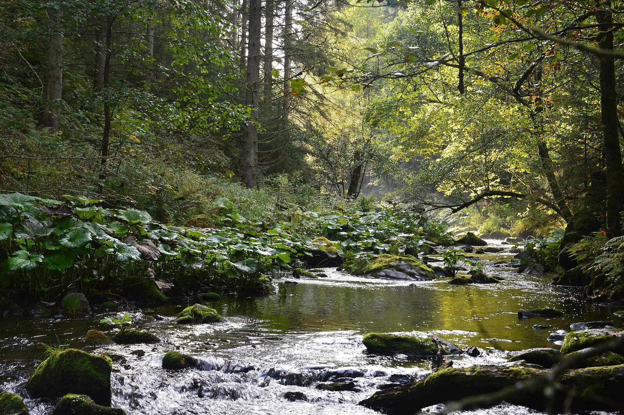 Photo showing: Obedschtimmung i dè Haslachschlucht.