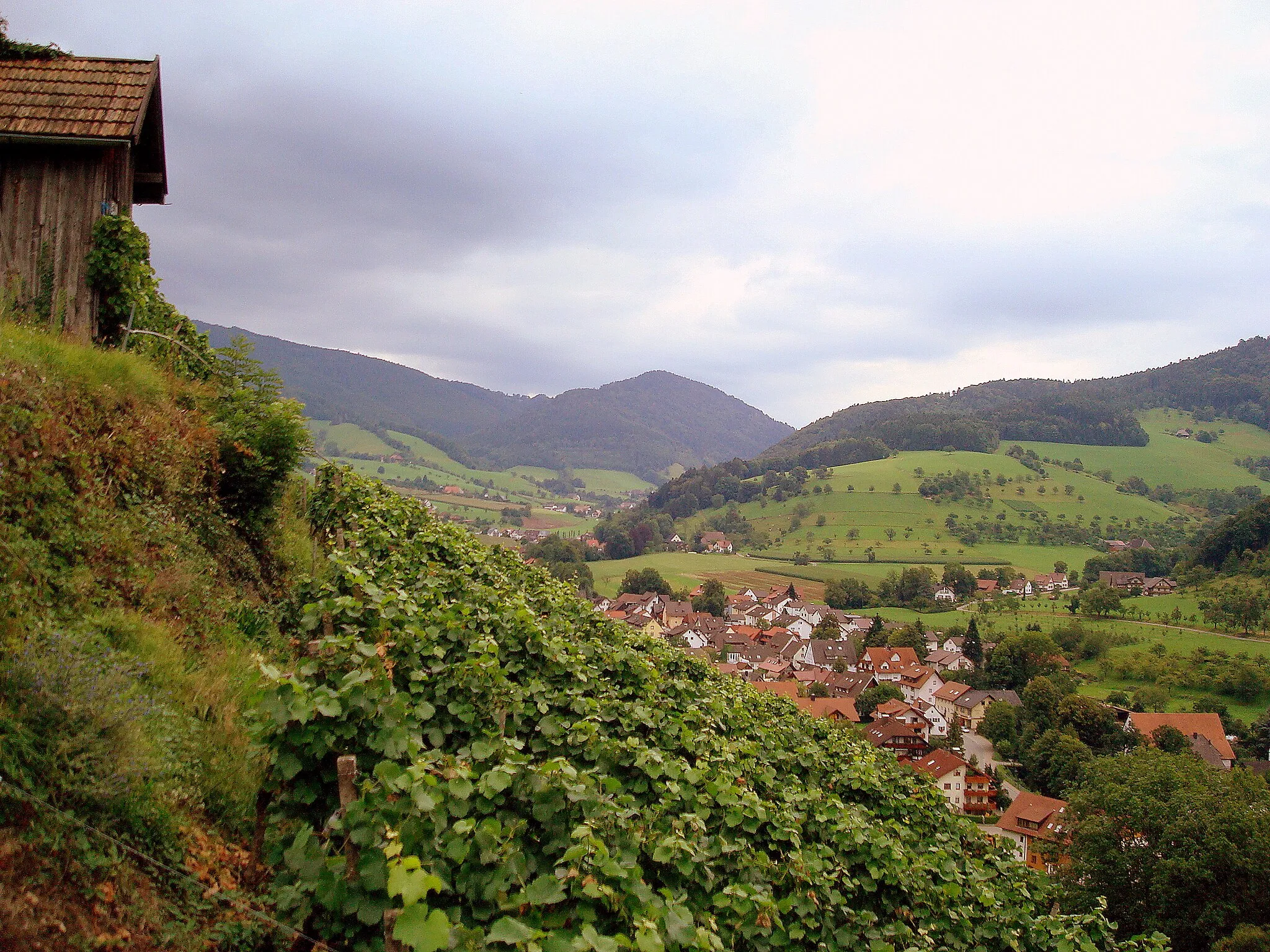 Photo showing: Weinberg im Glottertal