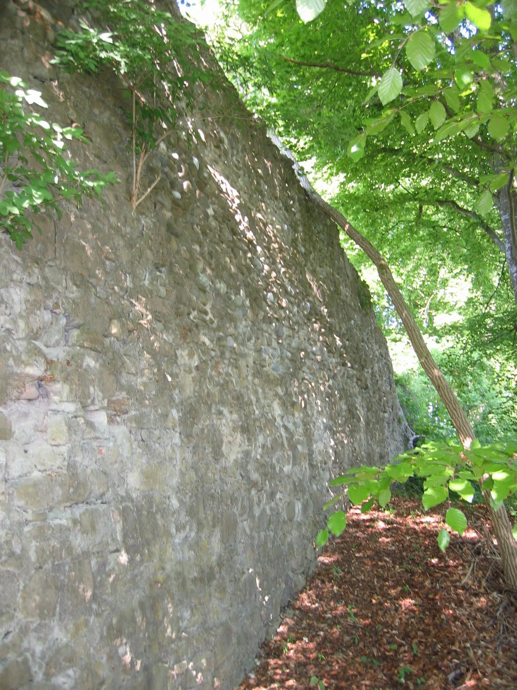 Photo showing: Nellenburg, Reste der talseitigen Frontmauer, vom Tal aus