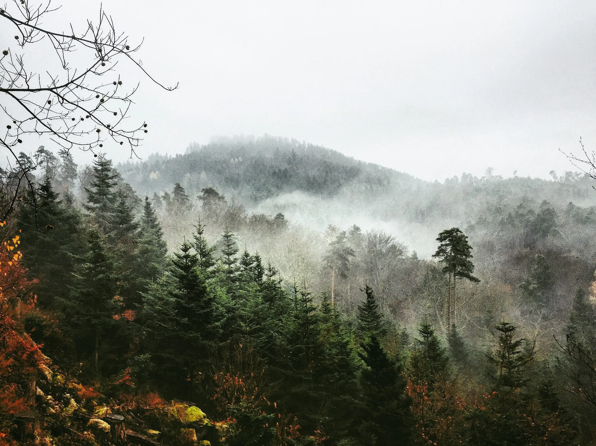 Photo showing: The foggy colorful forest at the end of fall in the south of Germany.(LSG Brandeck)