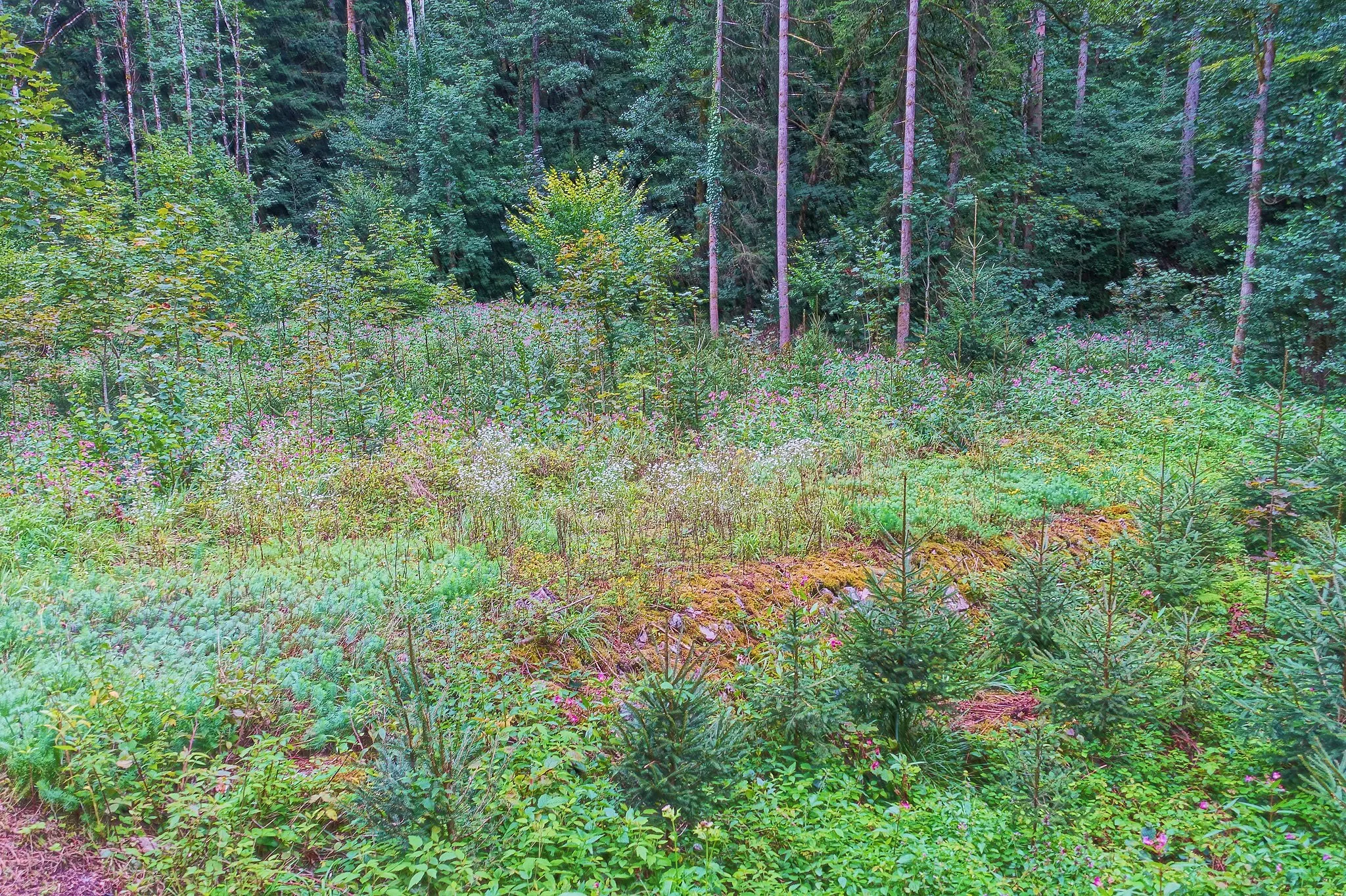 Photo showing: Felsschluchtgebiete als Wuchsort seltener für den Naturraum teilweise einzigartiger Pflanzengesellschaften