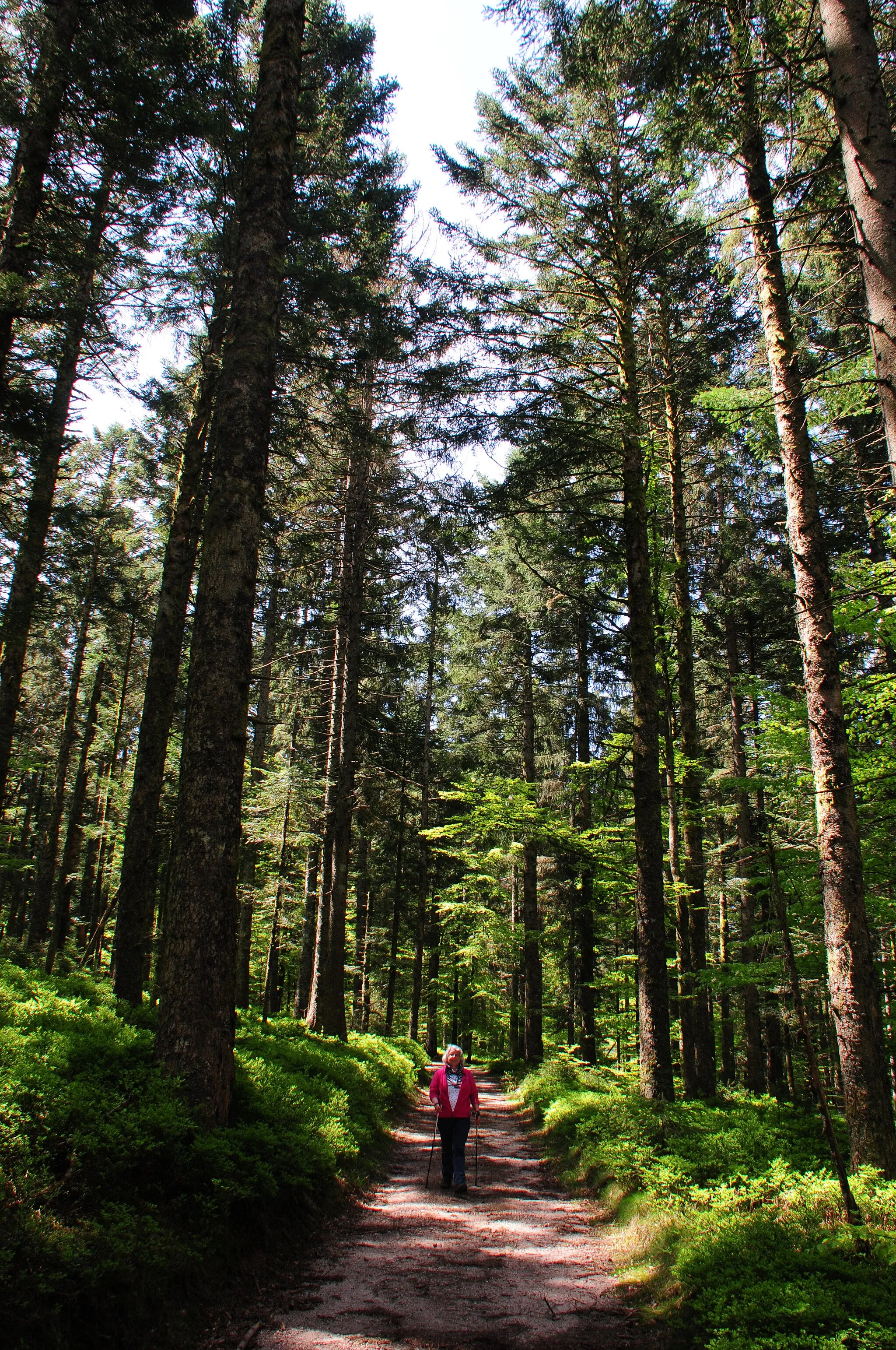 Photo showing: Imposant Firtrees in the Schwarzwald; now you know why it is called BlackForest