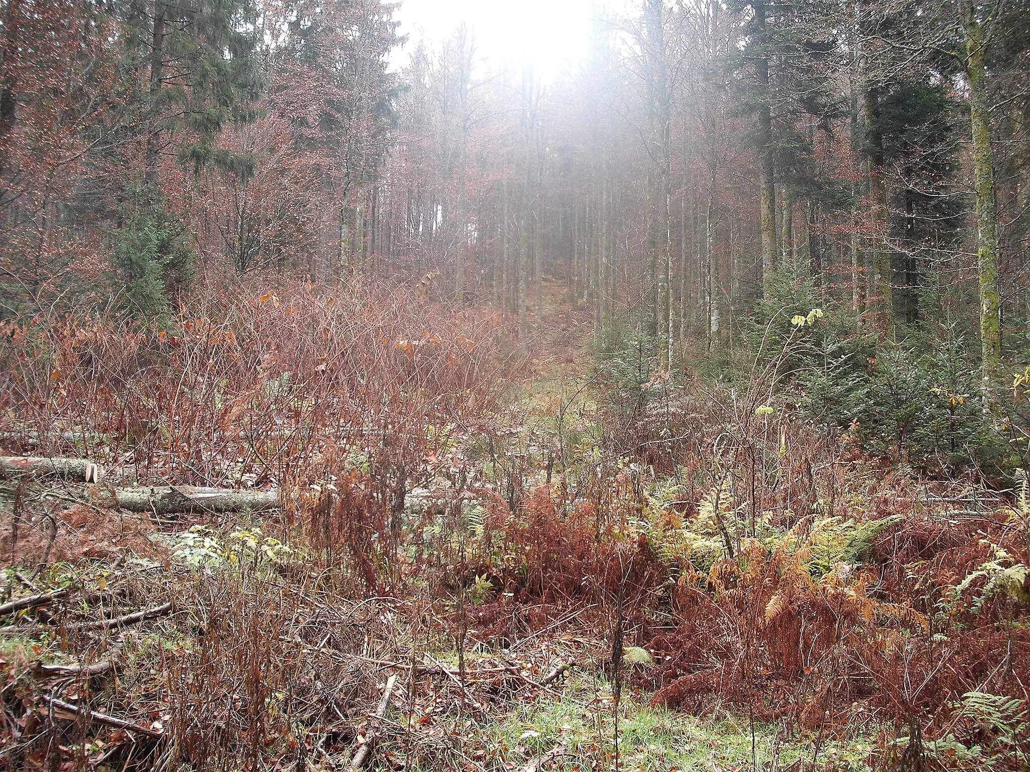 Photo showing: Wanderung im November