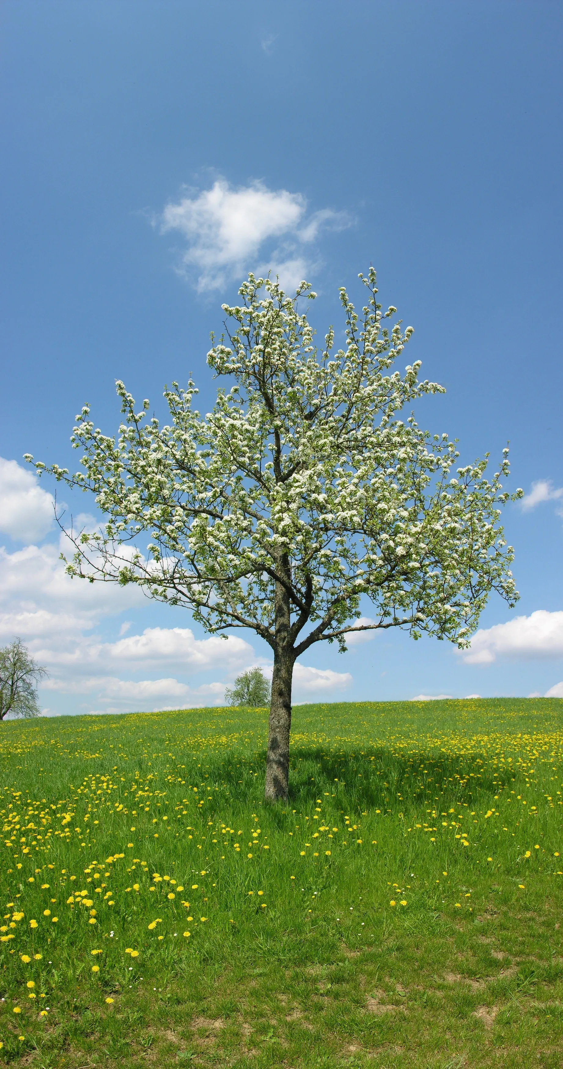 Photo showing: Germany, Baden-Württemberg,

Pear tree near Watterdingen