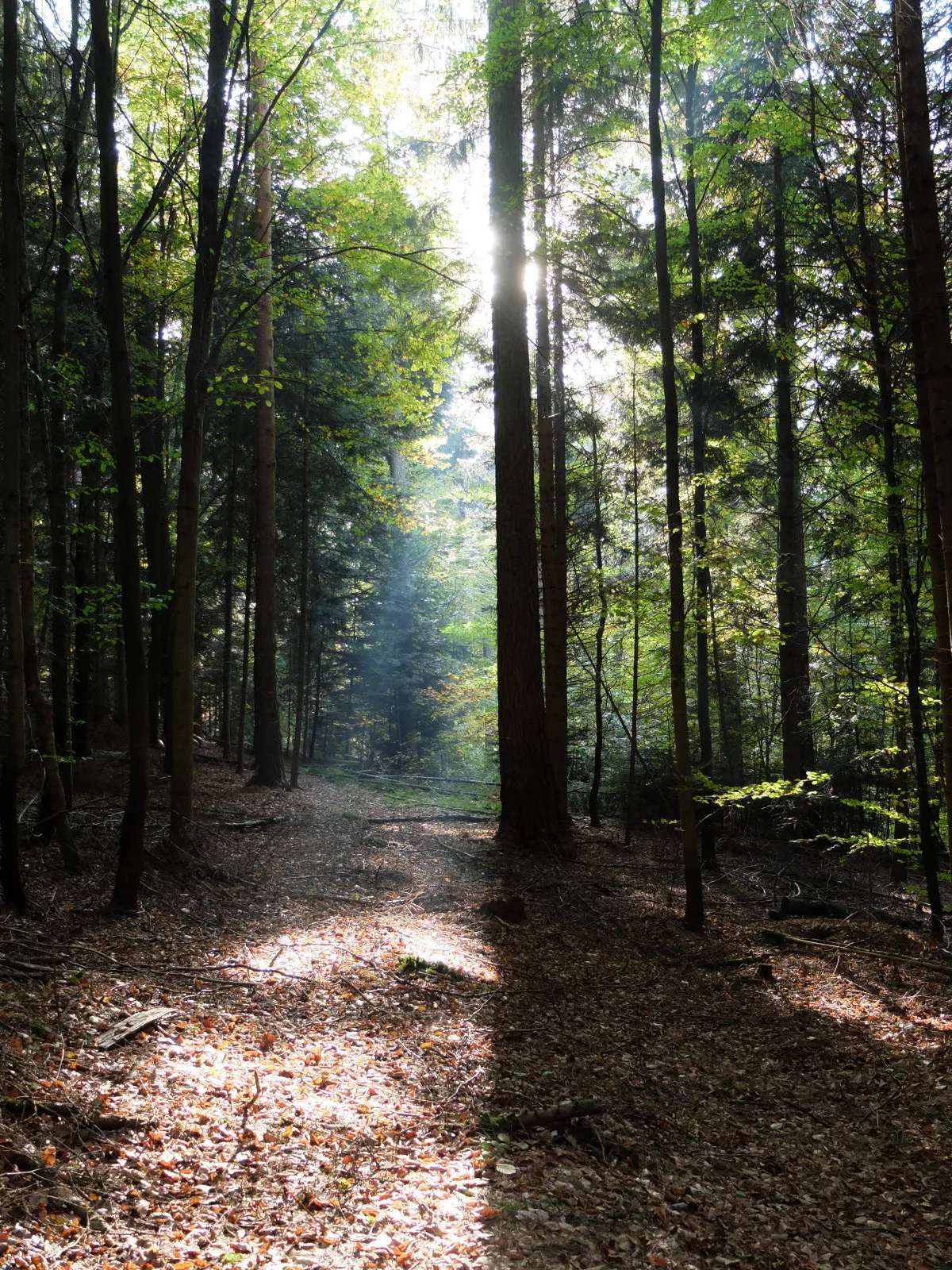 Photo showing: 500px provided description: Blogpost: www.jenseitsderfenster.de/2014/10/31/im-beerenrain/ [#nature ,#light ,#tree ,#shadow ,#woods ,#konstanz ,#shining]