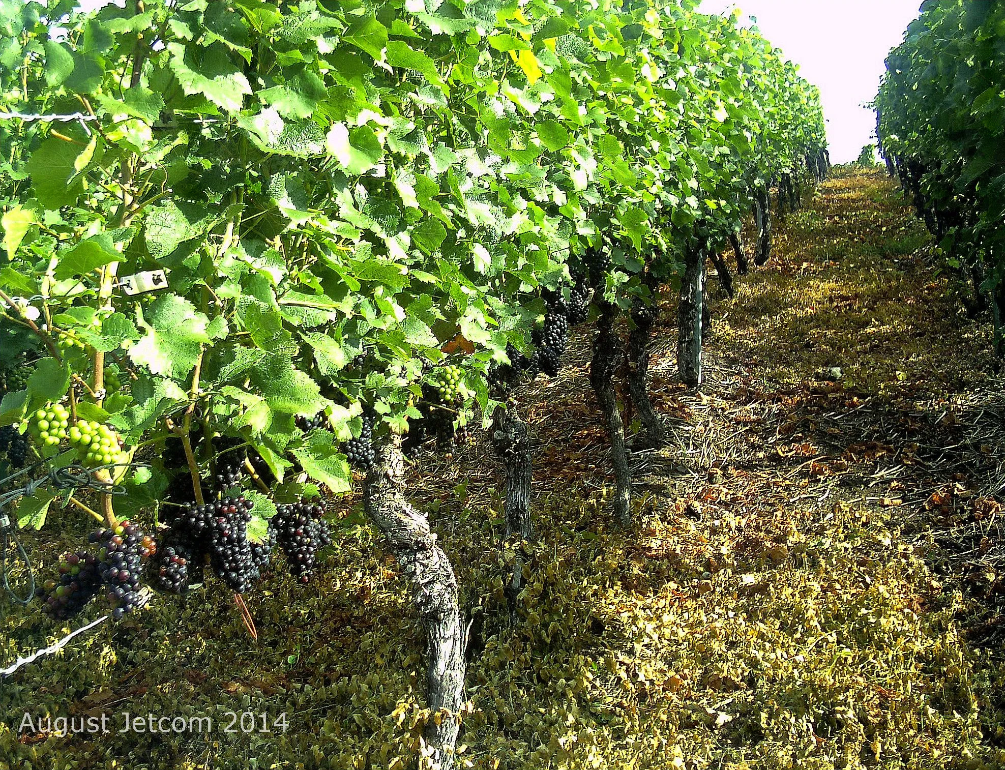 Photo showing: Oberrotweil vineyard