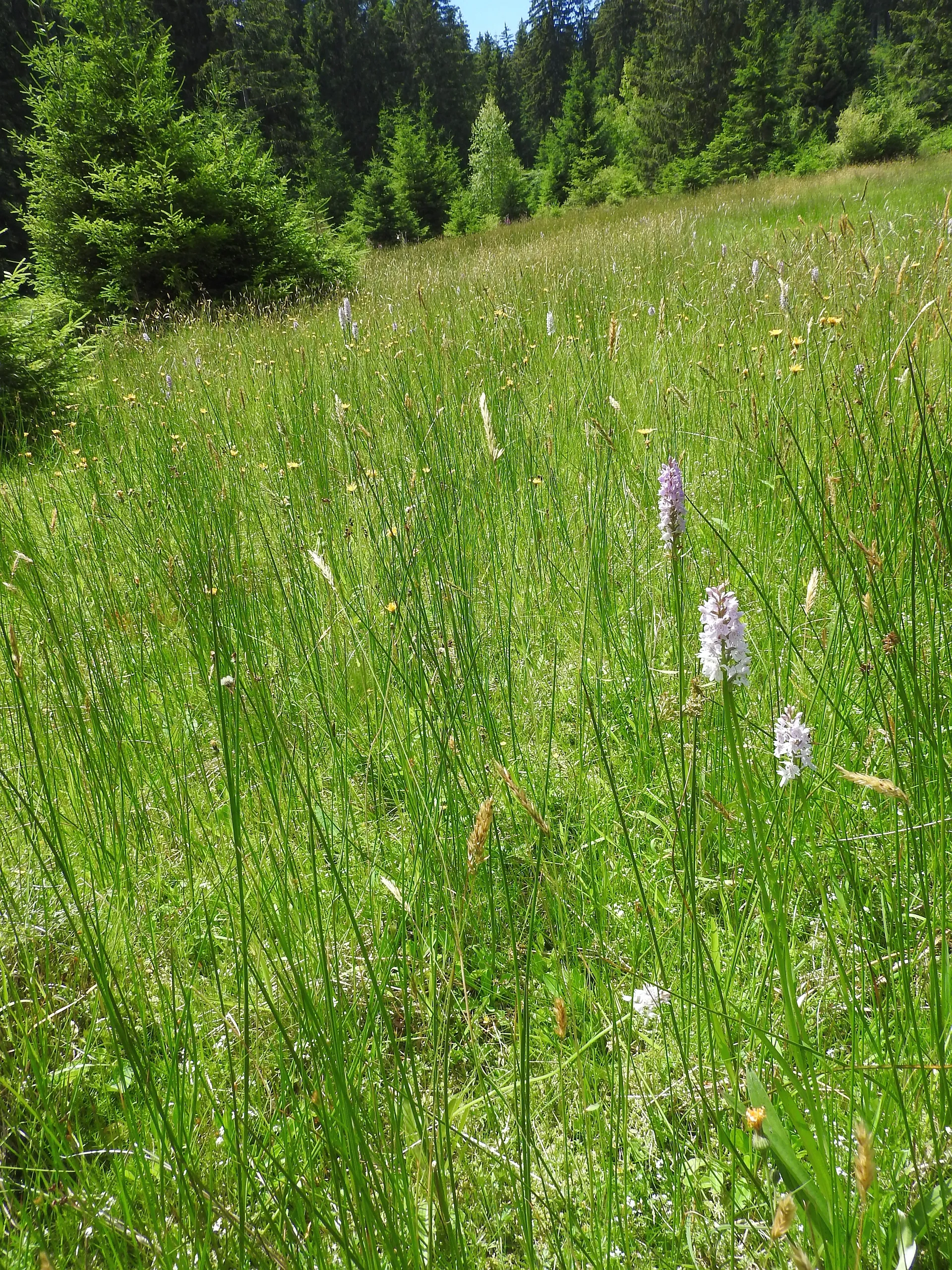Photo showing: Fuchs’ Knabenkraut (Dactylorhiza fuchsii), Silberberg, Schonach im Schwarzwald, 23.06.2018