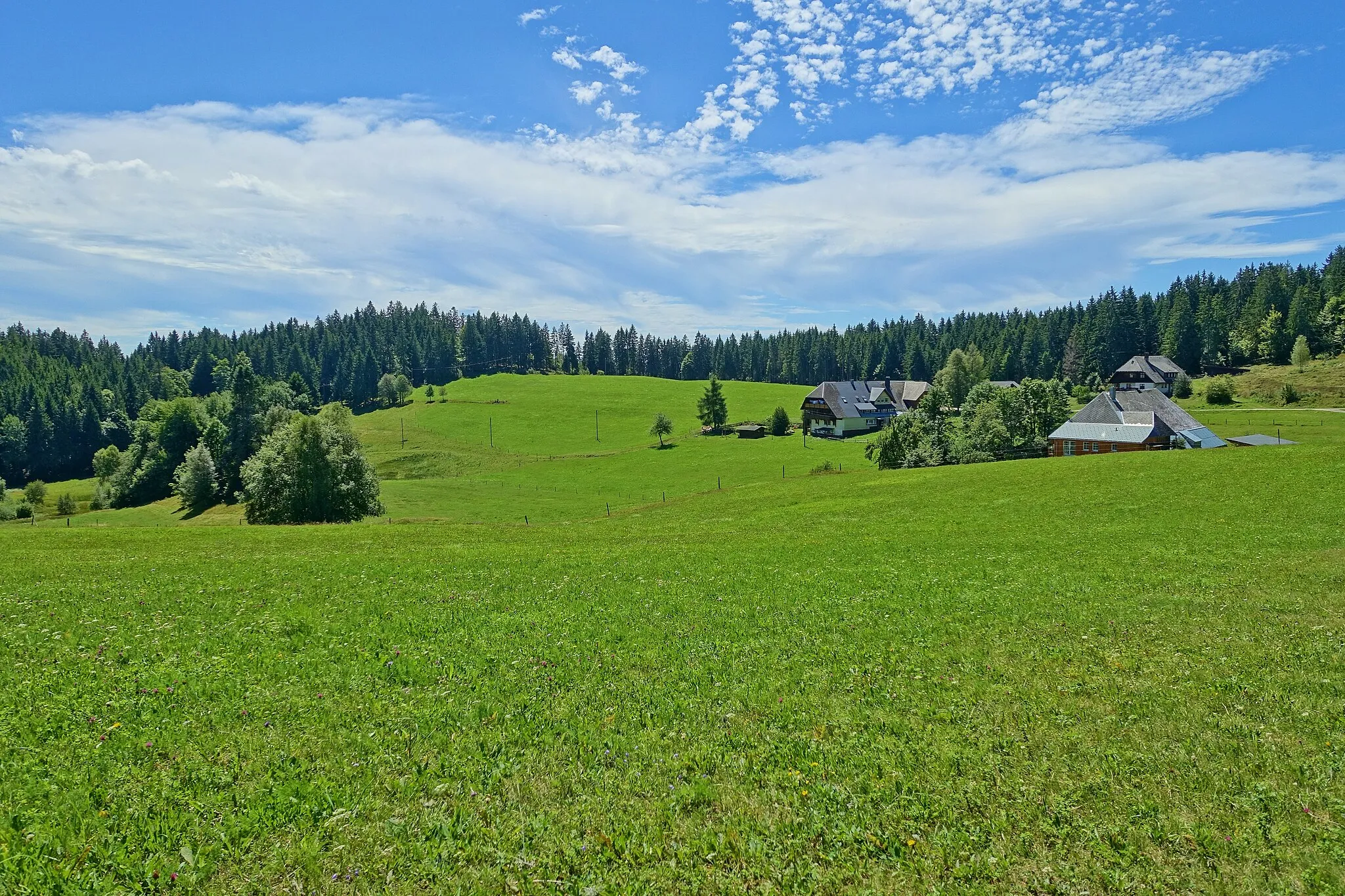 Photo showing: NSG Rüttewies-Scheibenrain mit unterschiedlichen Lebensräume wie z. B. Hoch- und Niedermoore, Feucht- und Magerwiesen sowie Magerrasen und Wälder als Lebensraum teilweise stark gefährdeter Tier- und Pflanzenarten.
Hier im Gewannen Rüttewies.