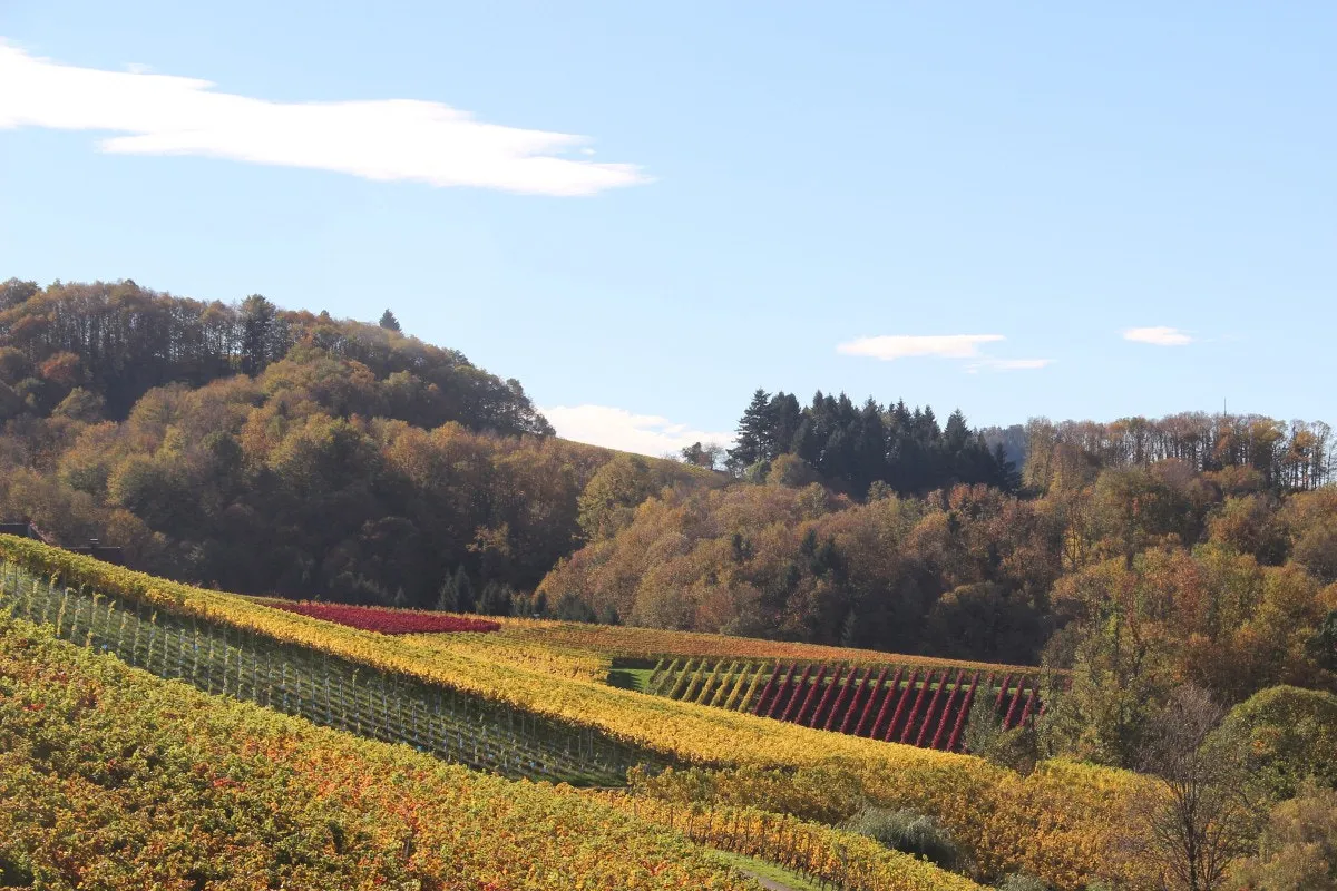 Photo showing: 500px provided description: Vineyard [#autumn ,#landscape ,#vineyard]