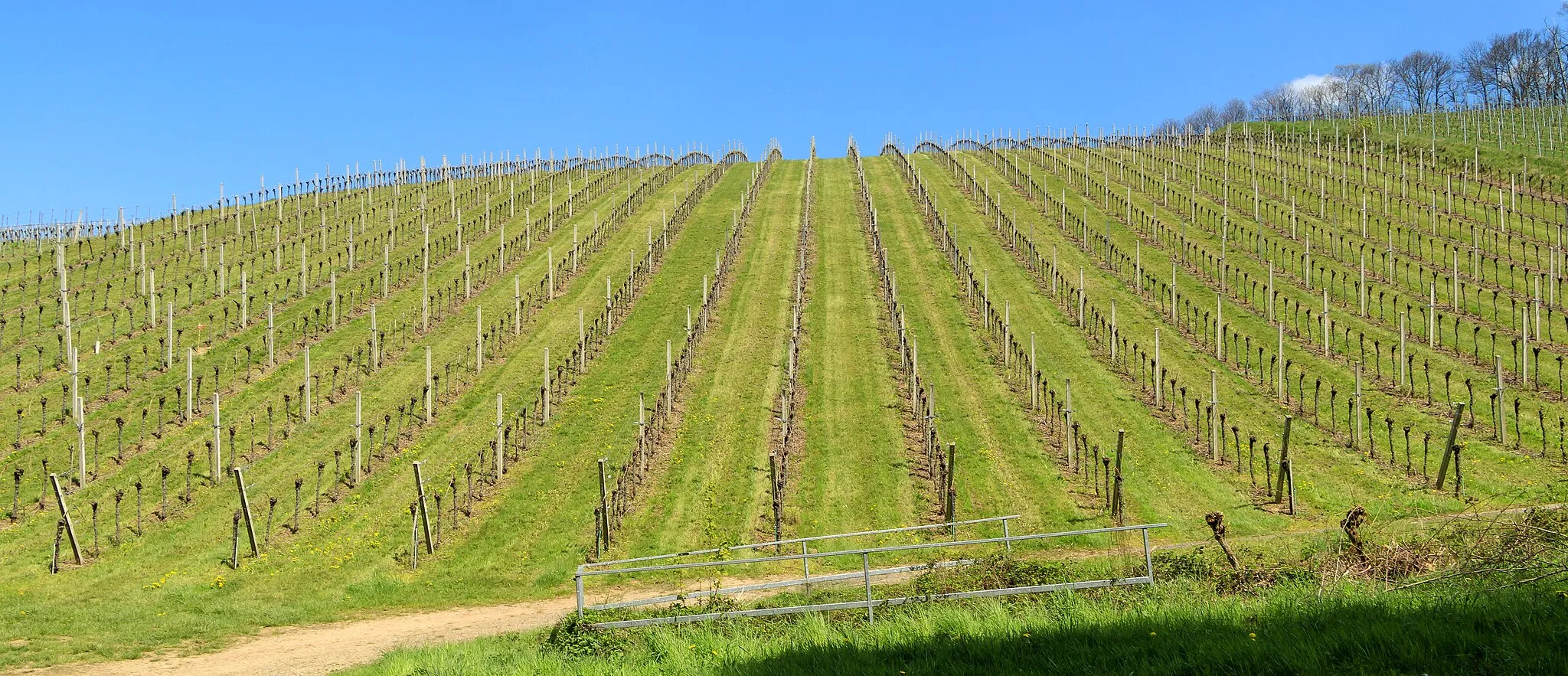 Photo showing: Vineyard near Lauf, Baden-Württemberg, Germany.