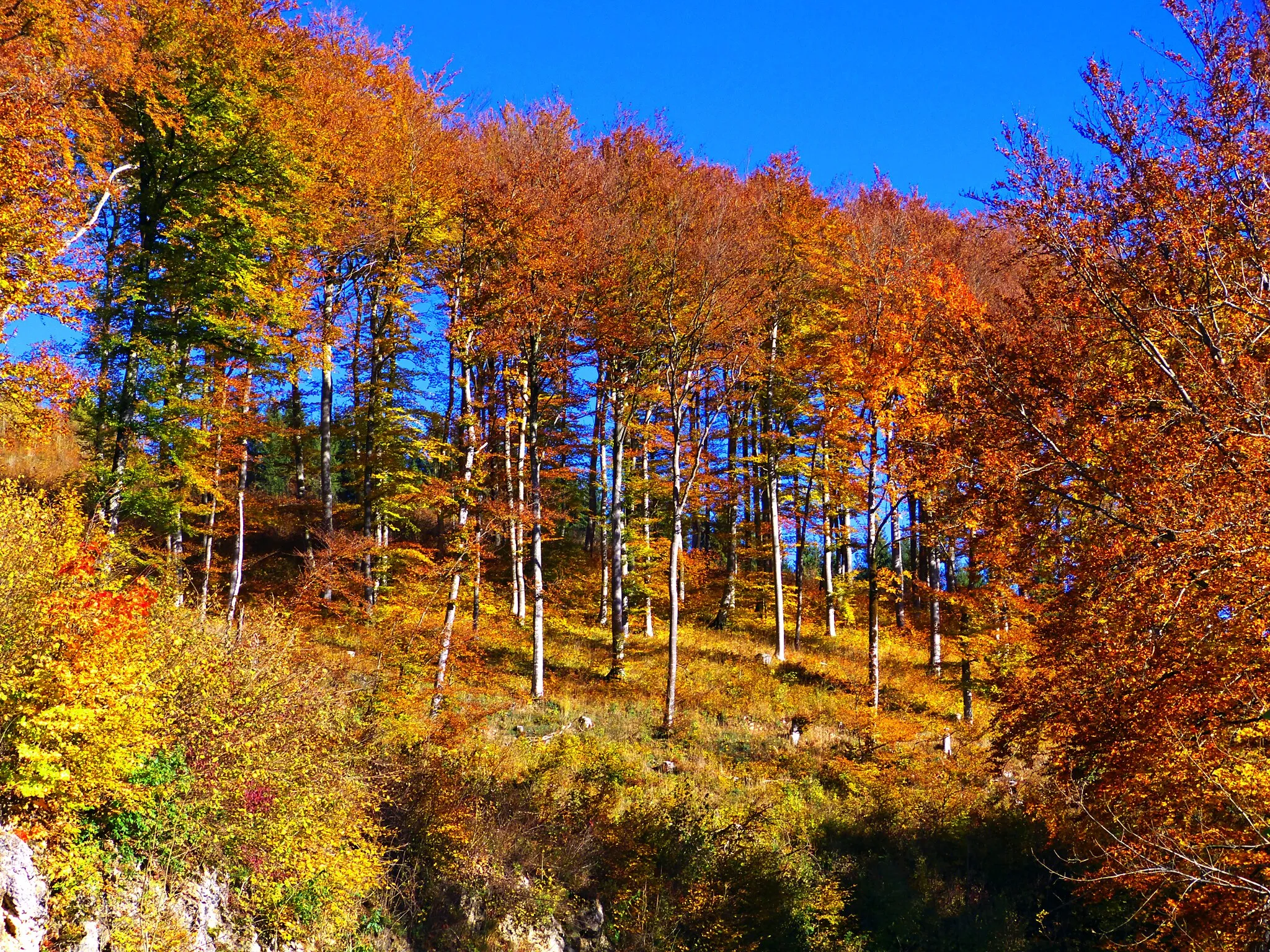 Photo showing: Red And Blue