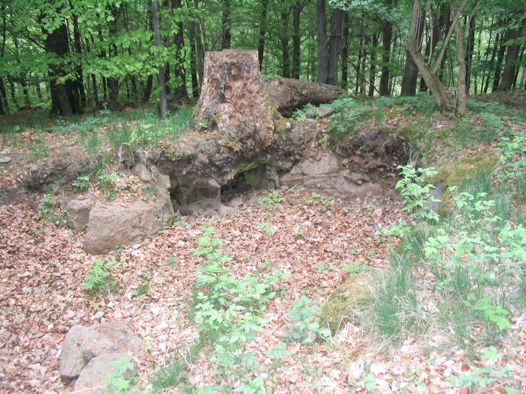 Photo showing: Auf der Naxburg (554 m) bei Freiensteinau im Vogelsberg befand sich eine Burganlage.
