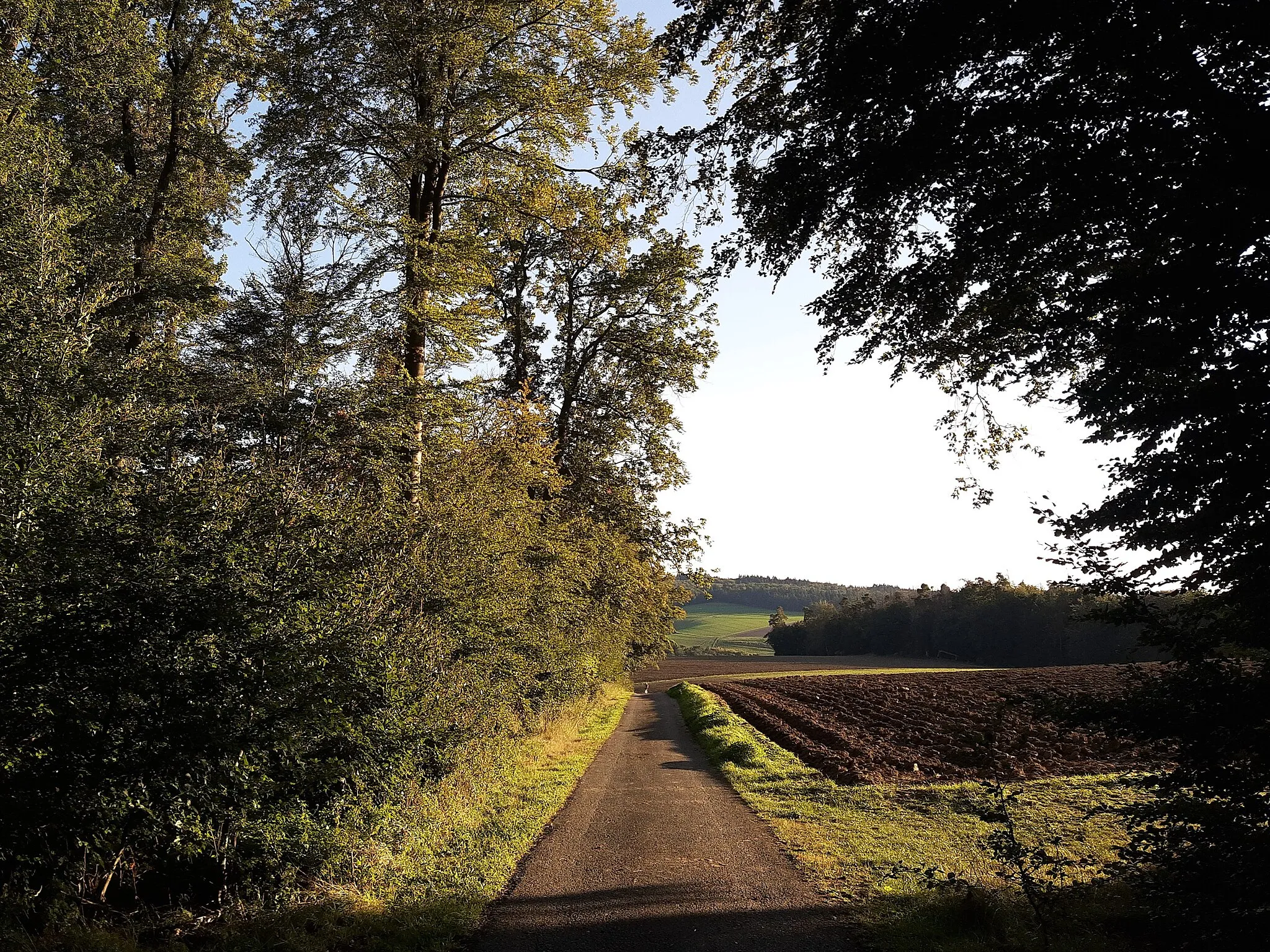 Photo showing: Fields above Niederlibbach, leaving the forest