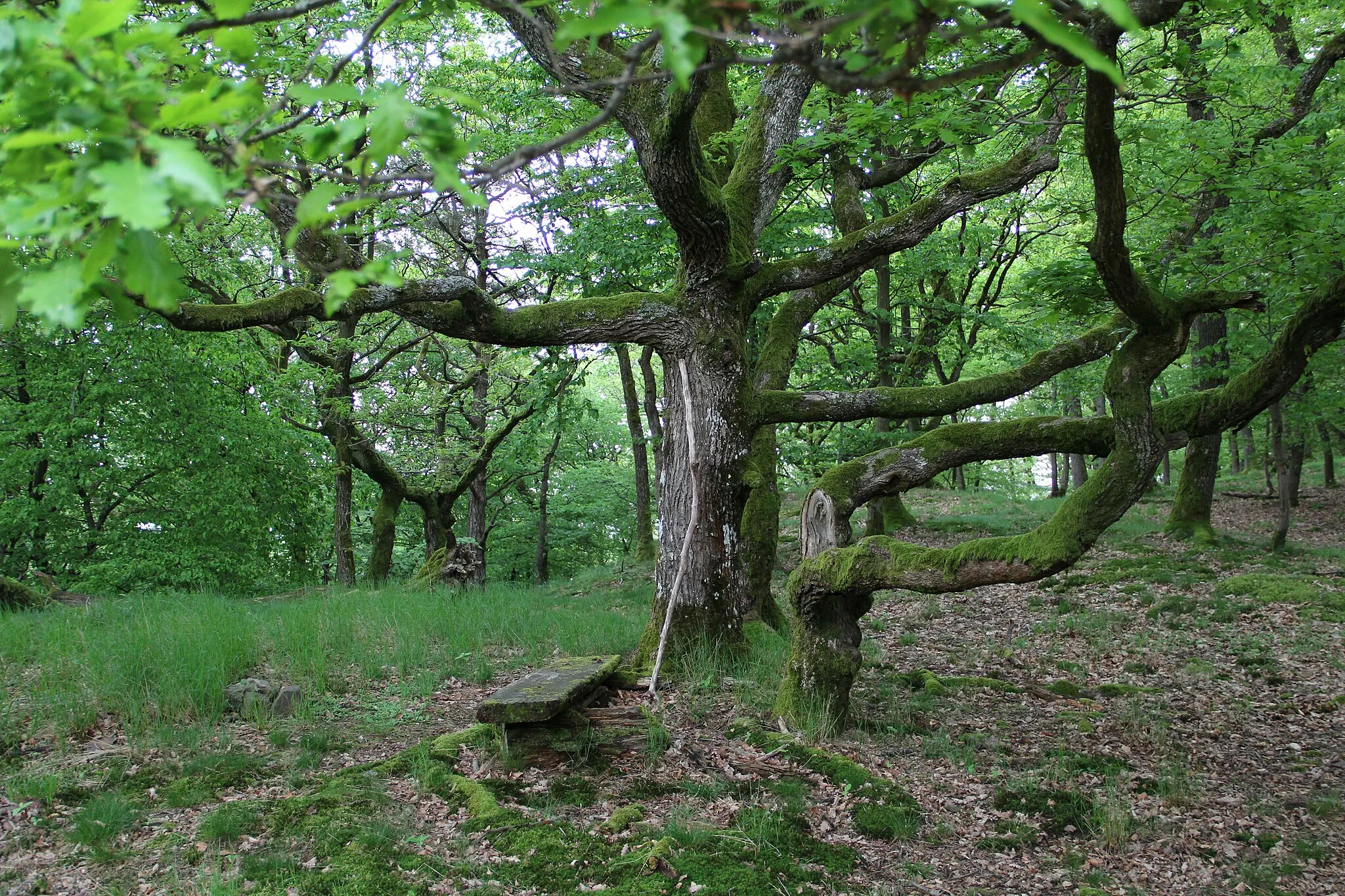 Photo showing: Der Berg "Köpfchen" bei Weidenhausen (inoff. "Weidenhäuser Koppe" in Anlehnung an die benachbarte Koppe nahe Mornshausen)