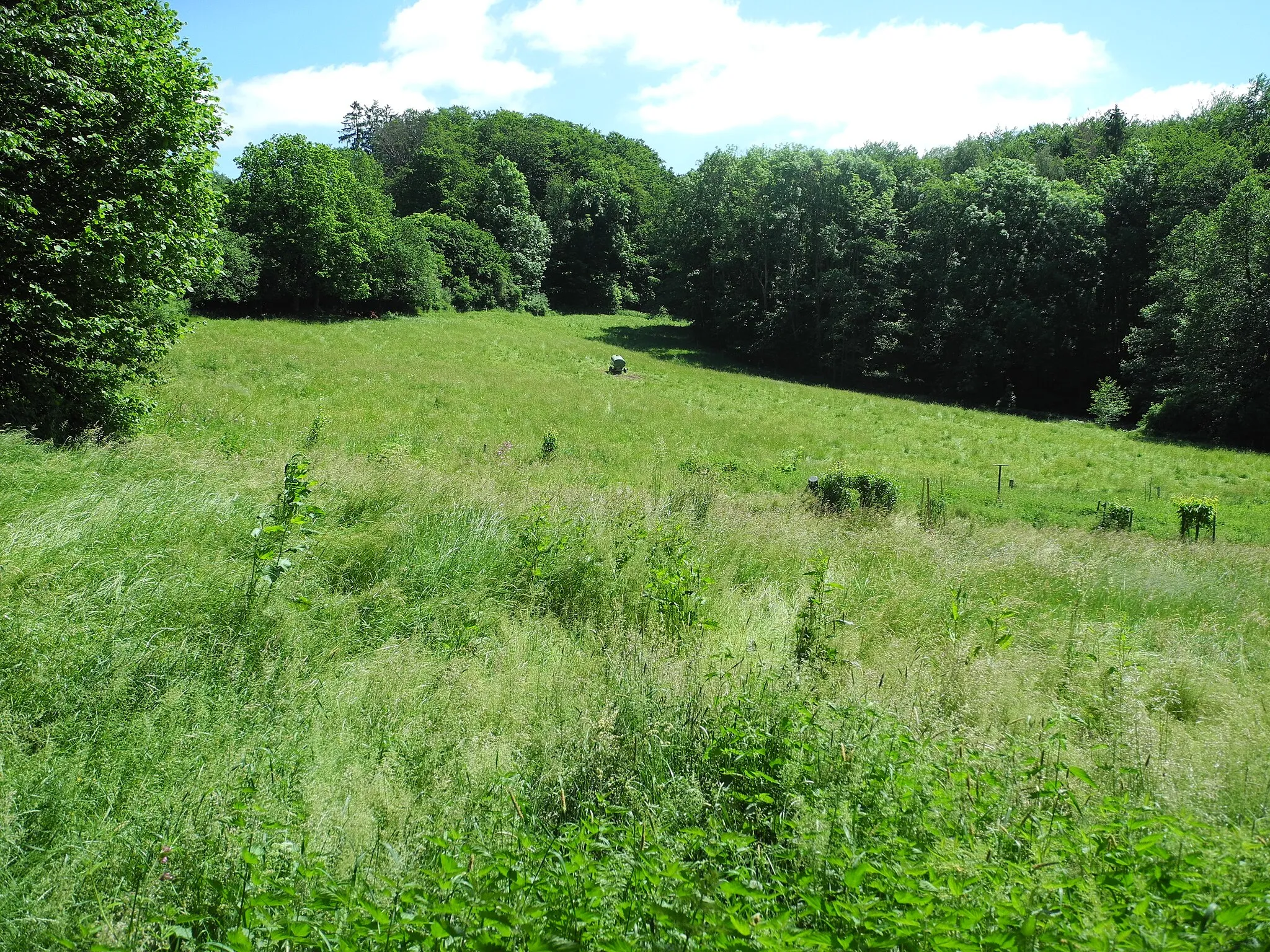 Photo showing: Naturschutzgebiet im Regierungsbezirk Kassel 1634032.
„Buchenbachtal bei Christerode“, Täler des Buchenbach und Geritzbach mit Grünland und Wald, am Burgberg, südlich von Christerode im Schwalm-Eder-Kreis, Hessen, Deutschland.

Im Ostbereich, Grünlandfläche.